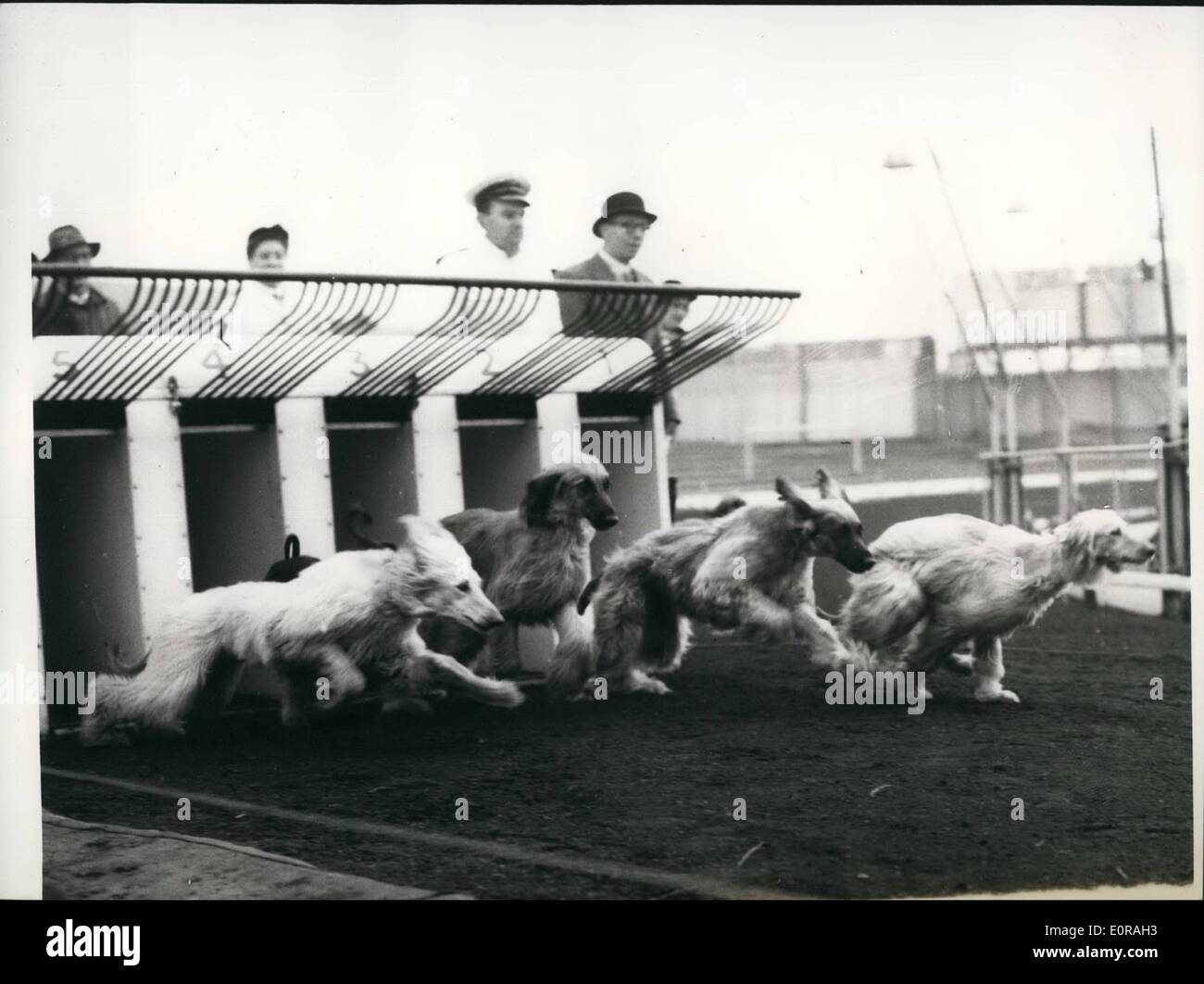 Nov. 11, 1958 - Afghan Hound Trials at New Cross Stadium: Afghan hounds owned by Mrs Jean Briggs were to be seen being ''schooled'' at New Cross Stadium this morning behind the electric hare. Mrs Briggs has been given participation to train the dogt New Cross. They are in the early stages of training Greyhounds or competing in a Greyhound meeting. They could ater chase the dummy hare and they may be used in a ''Cavalcade of Speed'' demonstration. Photo shows some of the Afghan Hounds leaves the boxes at star of their trails this morning. Stock Photo