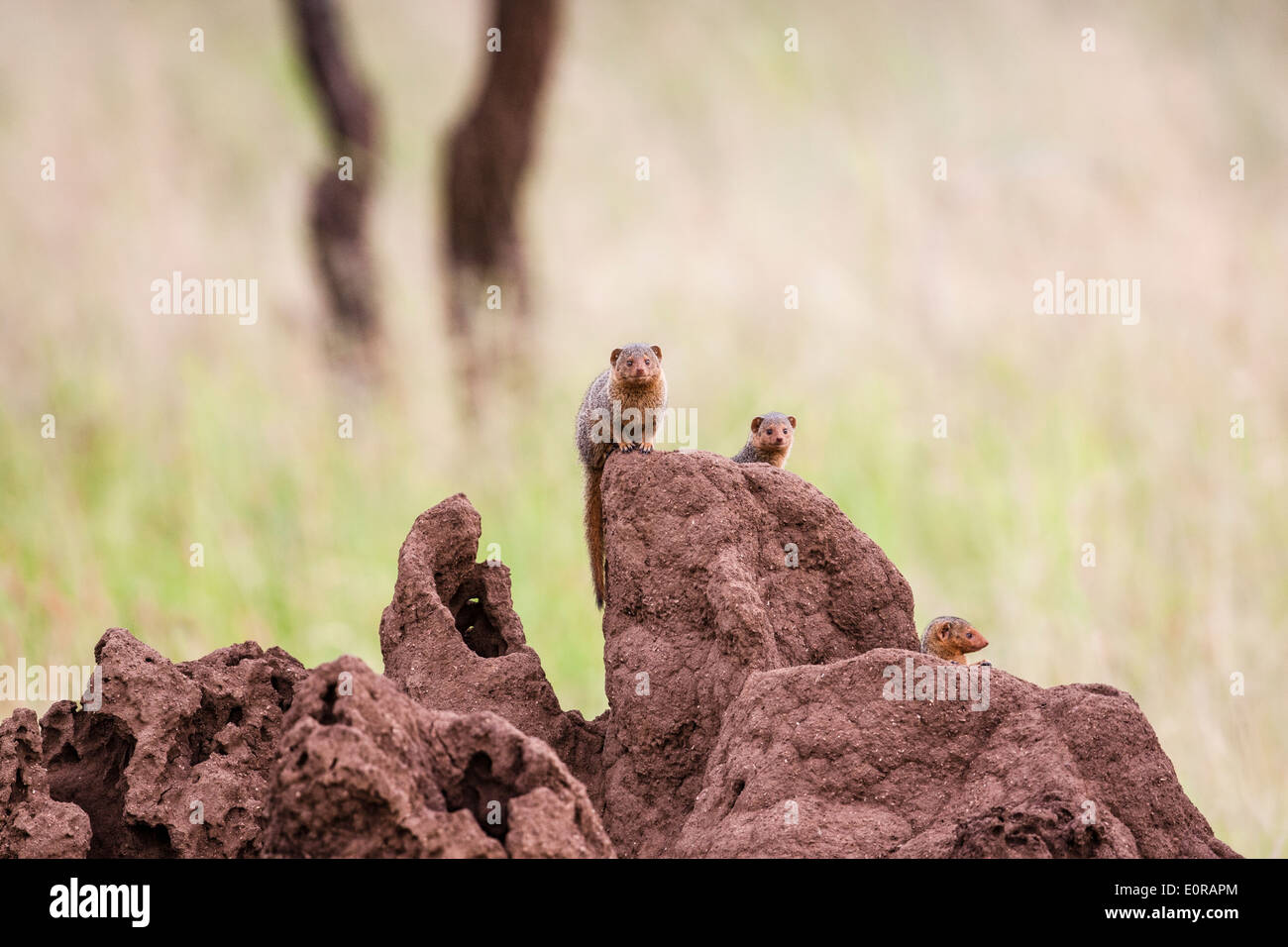 dwarf mongoose (Helogale parvula) peering out of a termite mound Stock Photo