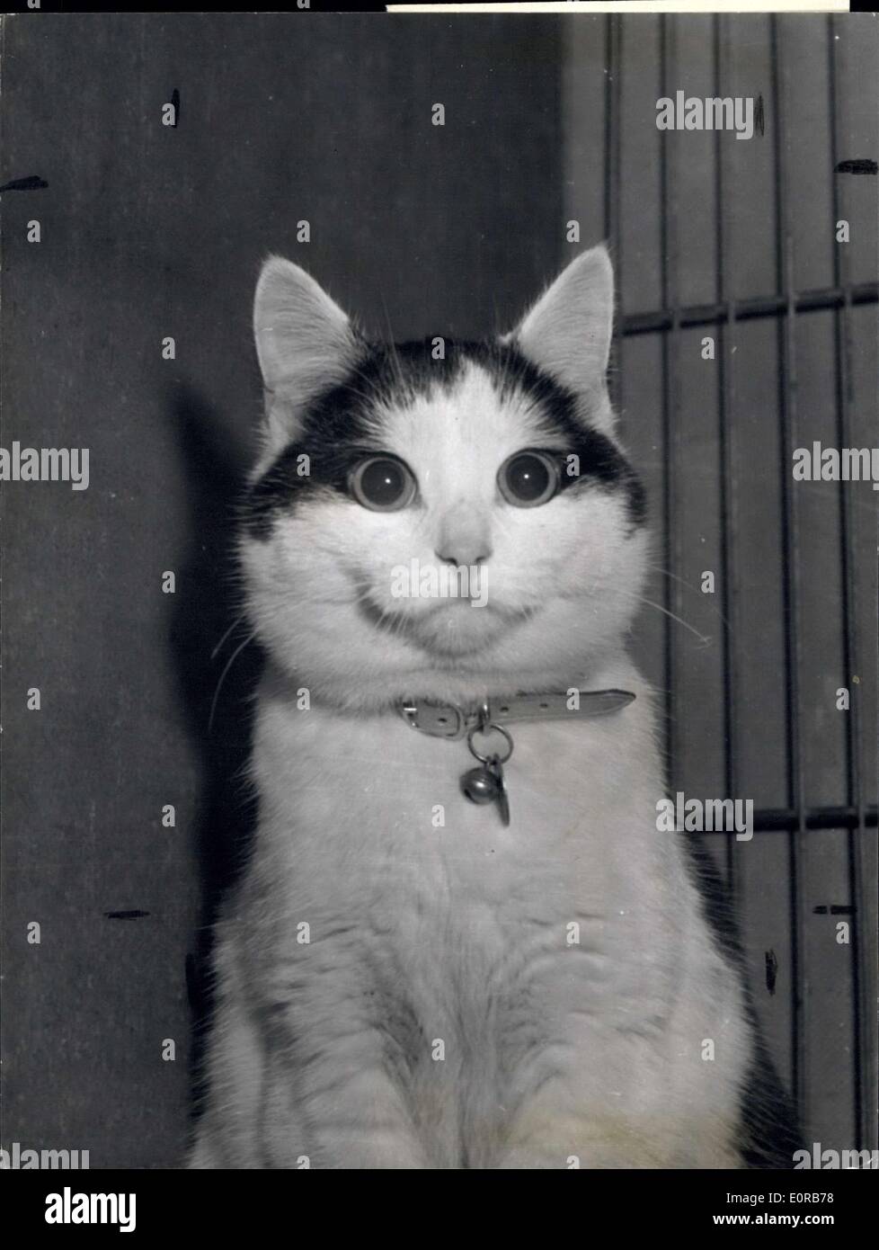 Dec. 16, 1958 - National Cat Club Show At Olympia. The Cat with the Most Appealing expression: ''Buffins'' , after winning the title of the cat with ''The Most Appealing expression'' - atthe National Cat Club Show at Olympia, in the Pet Cat Classes. Buffins is owned Mrs. B.M. Perryman, Stanmore, Mdex. Stock Photo