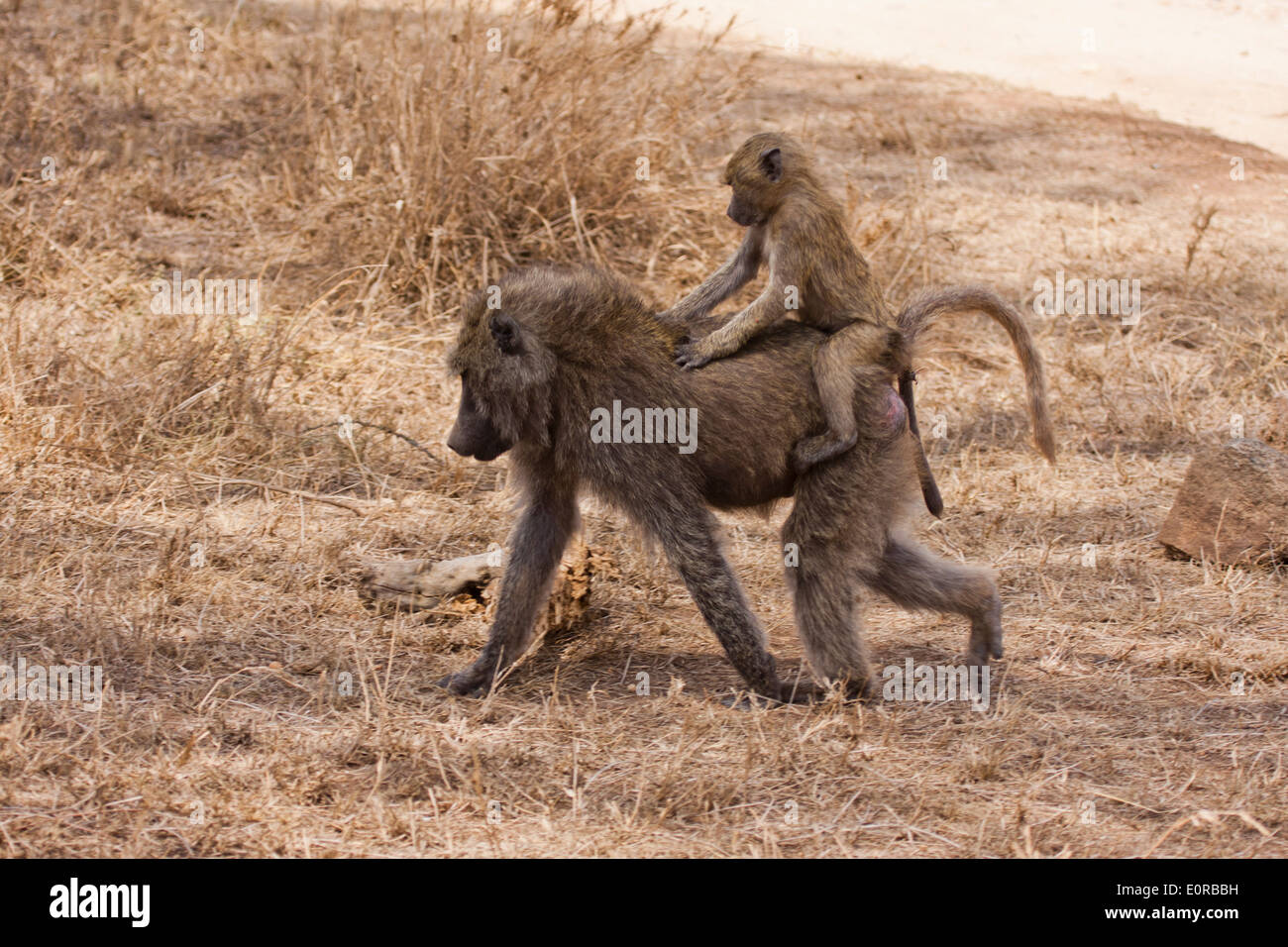 baby Olive baboon (Papio anubis). Photographed in Tanzania Stock Photo