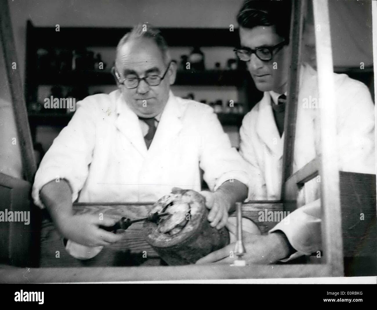 Dec. 11, 1958 - 11-12-58 Tin of veal dated 1823 opened today. At the British Food Manufacturing Industries Research Association Laboratorien, at Letherhead, Surrey, today, a tin of veal, dated 1823, which was found in 1829 beside Hudson Bay by Sir John Ross, was opened and stated to be in fair condition for its age . The tin was part of explorer Capt. Parry's stock in HMS Fury. Keystone Photo Shows: R.L. Shipp, Chief Bacterialogist, opening the tin of veal today. Stock Photo
