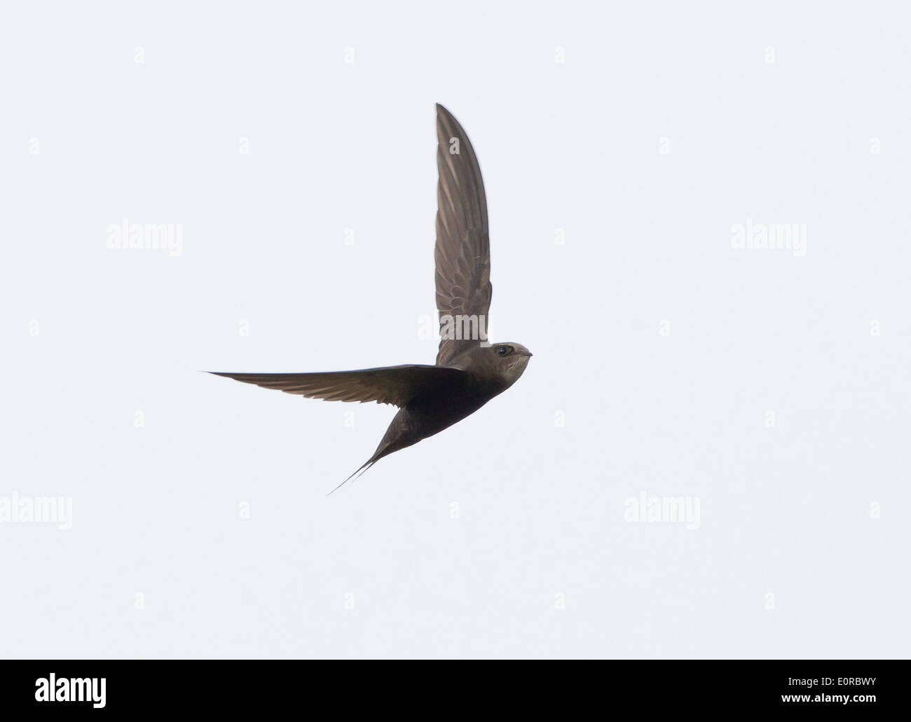 Swift Apus apus in flight over oxford uk Stock Photo - Alamy