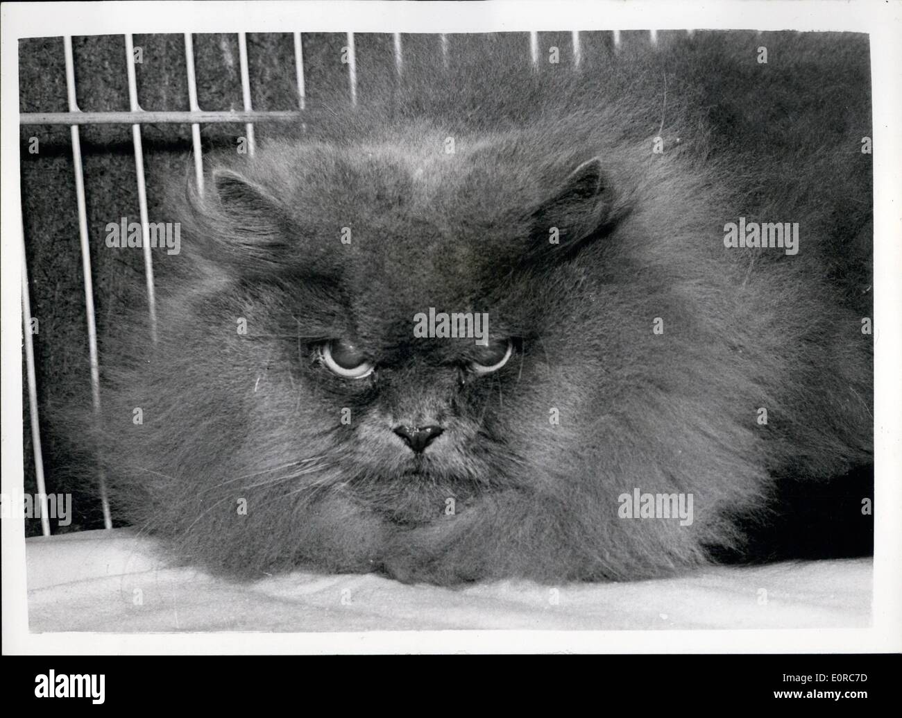 Dec. 12, 1958 - Opening Of The National Cat Show At Olympia. A Fine Blue Persian.. Photo Shows: One of the fine exhibits at the Stock Photo