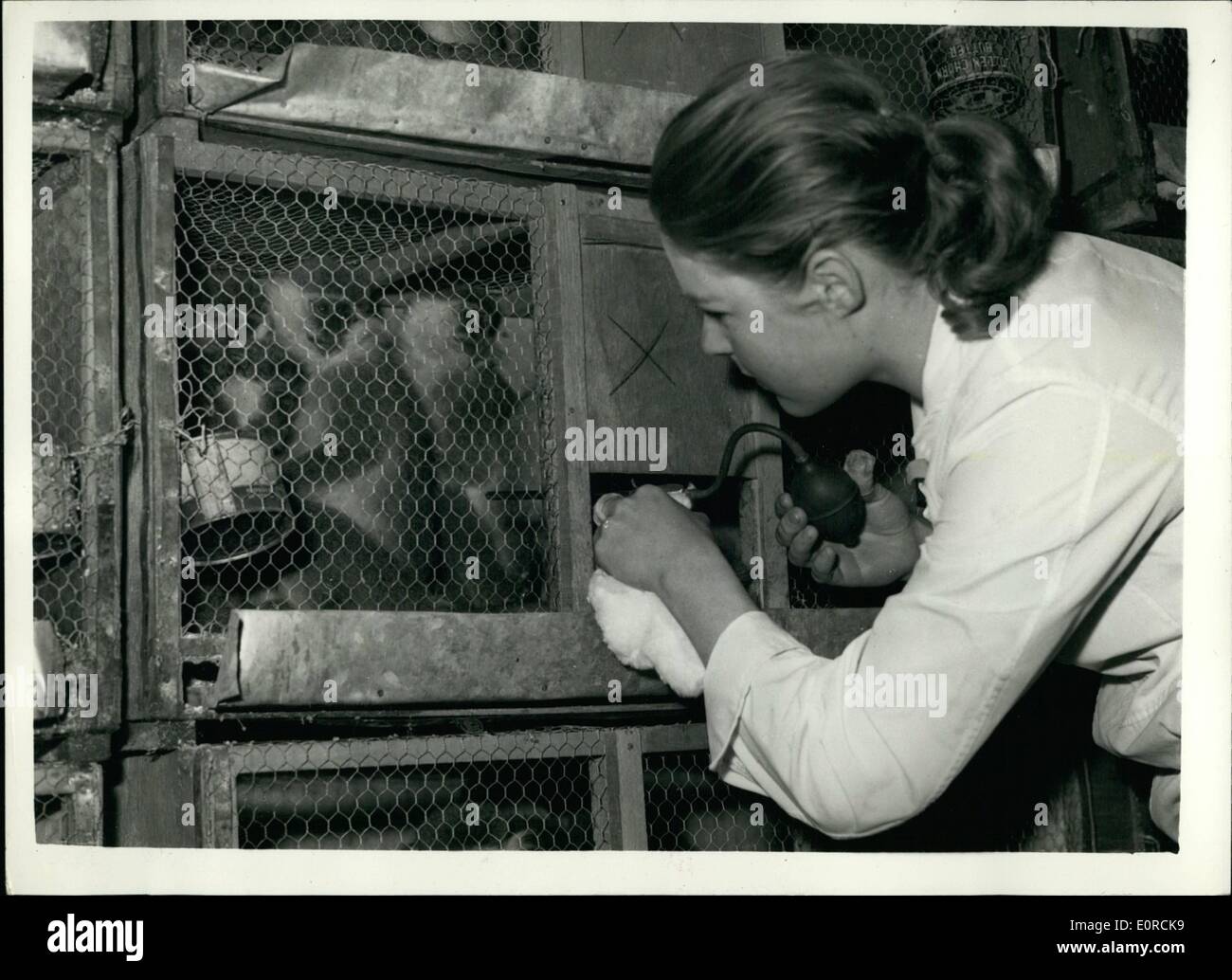 Jan. 01, 1959 - Struggle Continues To Save 590 Monkeys. R.S.P.C.A. workers were still busily at work at London Airport trying to save the 590 monkeys - survivors of 800.. They are suffering from dysentery and enteritis - and may had died aboard the aircraft travelling from Ethiopia.. They are on their way to Canada to be used in polio research. Stock Photo