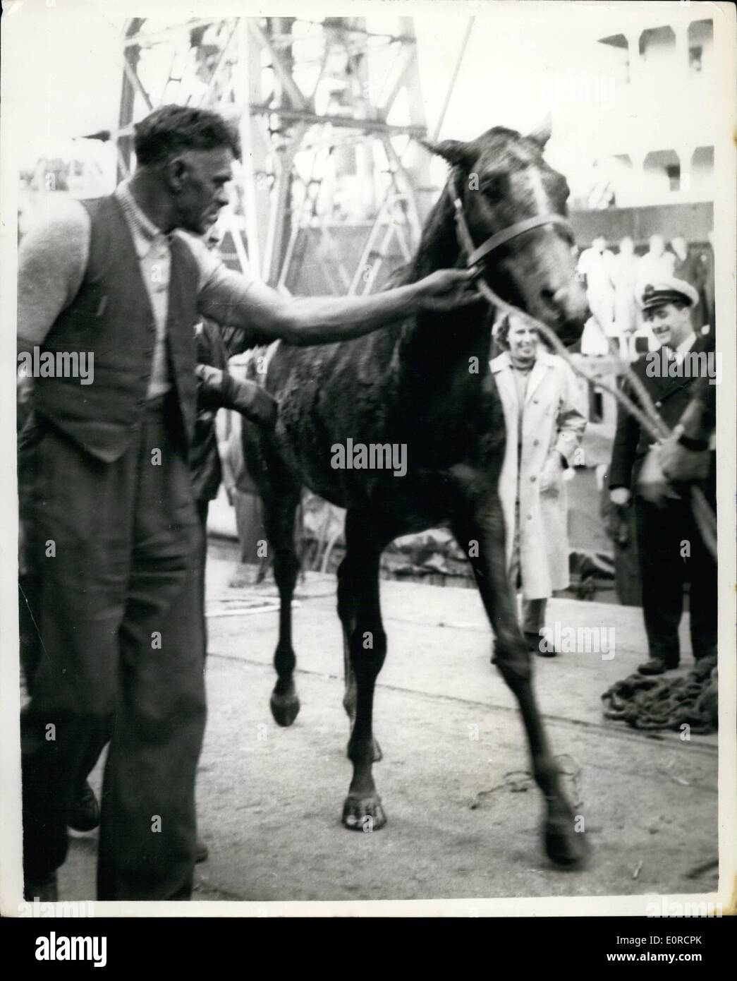 Dec. 12, 1958 - Thoroughbred racehorse takes a ducking. Accident while loading at London docks. ''Atonement'' a thoroughbred racehorse was beiin gowung a board the cargo liner ''Surat'' bound for Malaya today - when the cable enapped - and it plunged into the King George V Dock. Within a few minutes the two yer old geding was lifted out - and apart from a few grazes appeared to be none the worse of its ducking. The gelding was owned and trained by Mr. Peter Thrale at Epsom. The animal was sent back to its stables in middlesex - and will be shipped again later Stock Photo