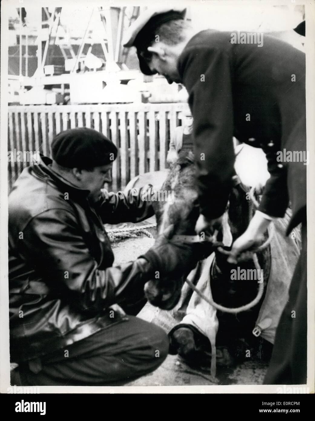 Dec. 12, 1958 - Thoroughbred racehorse takes a ducking. Accident while loading at London docks. ''Atonement'' a thoroughbred racehorse was boin gowung a board the cargo liner ''Surat'' bound for Malaya today - when the cable enapped - and it plunged into the King George V Dock. Within a few minutes the two yer old geding was lifted out - and apart from a few grazes appeared to be none the worse of its ducking. The gelding was owned and trained by Mr. Peter Thrale at Epsom. The animal was sent back to its stables in middlesex - and will be shipped again later Stock Photo