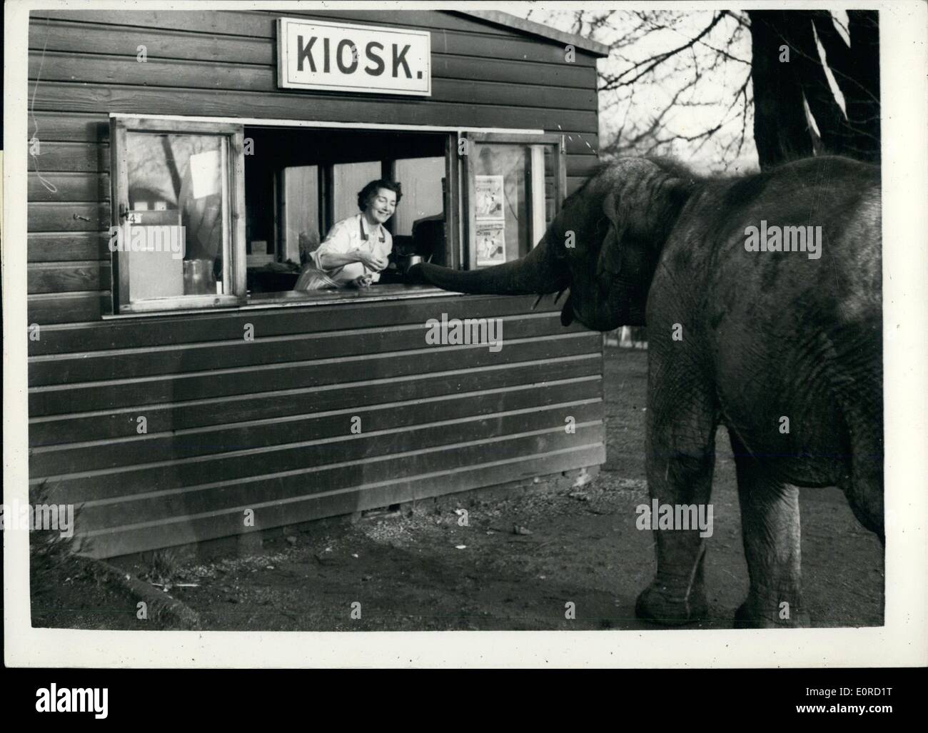 Feb. 02, 1959 - Can I Have A Bun Please: Photo shows ''I've seen a lot of people go and get their bun here, so why shouldn't I'', said wondered up to the refreshment Kiosk, and rapping on the counter with her trunk, she was soon served. Stock Photo