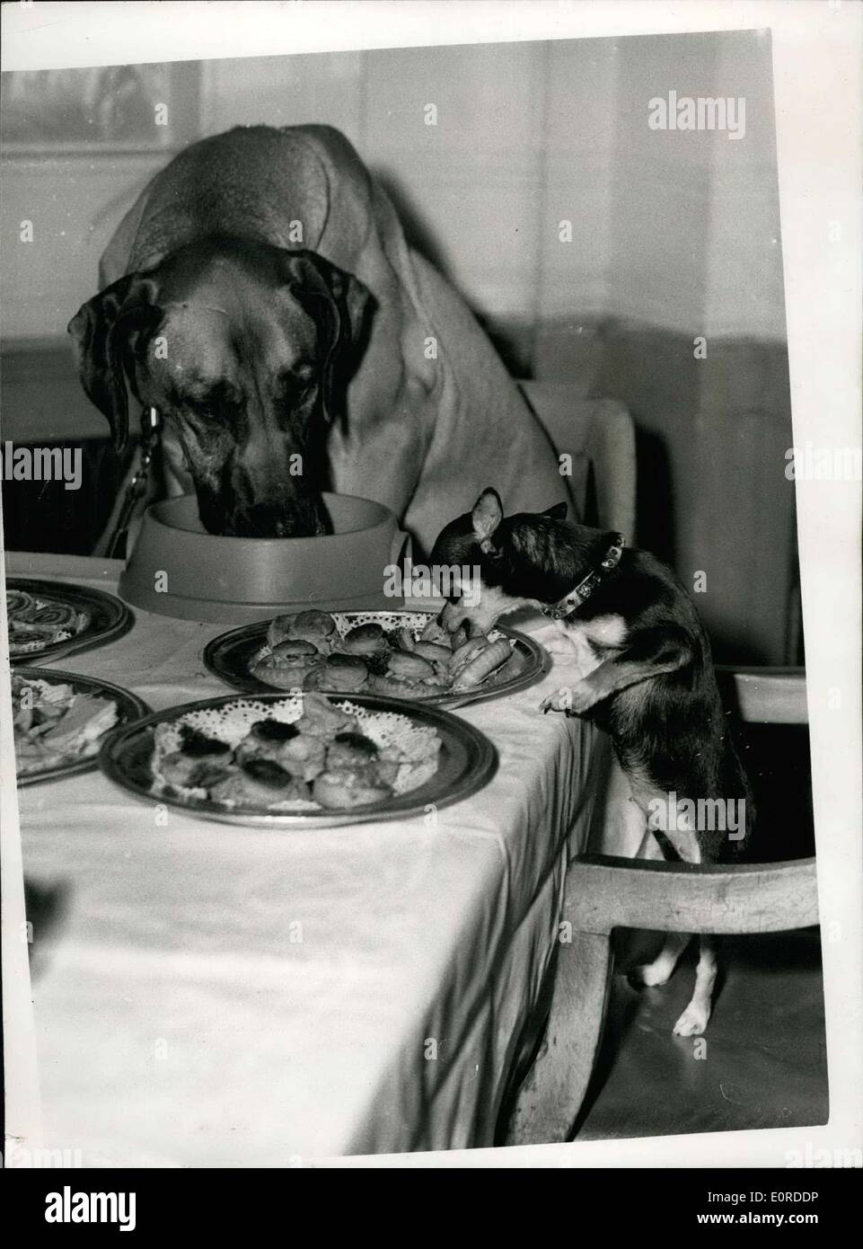 Mar. 05, 1959 - 5-3-59 Canine Insurance Association's Dog's Dinner . Kim , an eight-months old black Cocker Spaniel was the guest of honour at the Dog's Dinner held today to celebrate the silver Jubilee Year of the Canine Insurance Association. Together with his master, Mr. Archie Brown, of Eastbourne, he was chosen by Dennis Price, the film actor, as winner of the Association's Silver Jubilee Award last week. For Kim it meant V.I.P Stock Photo
