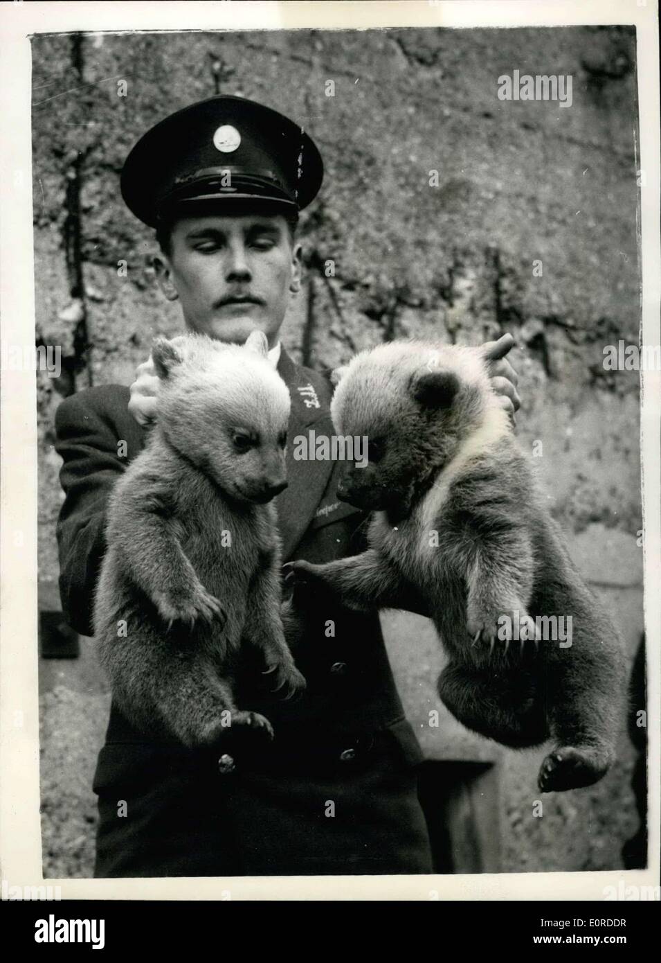 Mar. 05, 1959 - Syrian Bear Twins - at the London Zoo... The Syrian Bear Twins - born two months ago at the London Zoo - were separated from their mother for the first time this morning - and were seen by members of the public... They are both males - and weigh approx 8 1/2 lbs each. Keystone Photo Shows: Keeper Ted Andrews with the two bear cubs at the London Zoo this morning. Stock Photo