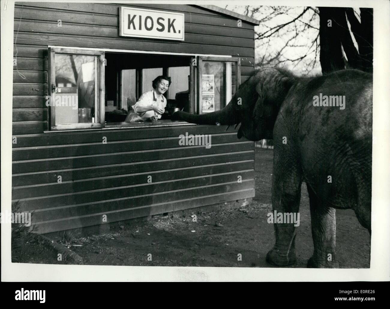 Feb. 02, 1959 - Can I Have A Bun Please: Photo Shows ''I've seen a lot pf People go and get their buns here, so why shouldn't Sari, the elephant at the Glasgow Zoo, as wandered up to the refreshment Kiosk, and rapping on the counter with her trunk, she was soon served. Stock Photo