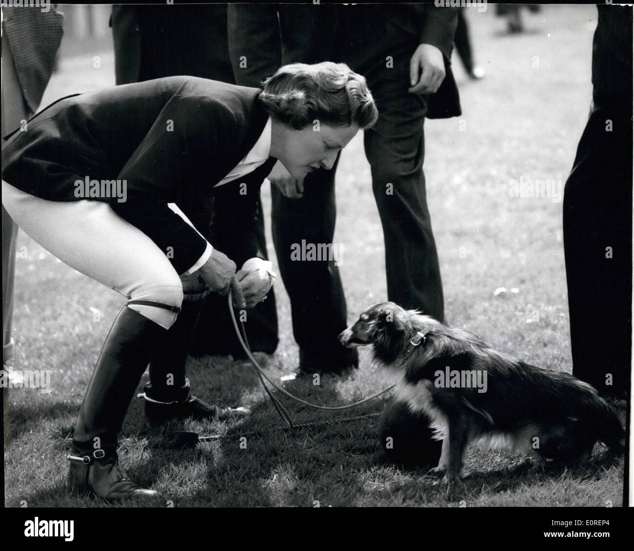 Apr. 04, 1959 - The Duchess Of Norfolk Retrieves Her Riding Cap From Her Pet Dog: The Duchess of Norfolk took part in the Foxhunter Composition and Fenwolf Stakes at the Ascot Jumping Show yesterday. Photo shows The Duchess dropped her riding cap and her pet dog grabbed it, delicately chewed a corner of it, delicately chewed a corner of it, but finally allowed the duchess to pick it up. Stock Photo
