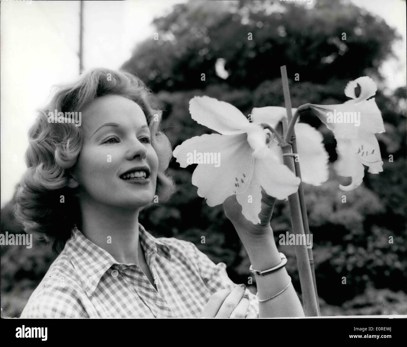 May 24, 1959 - 24-5-59 Preparing for the opening of the Chelsea Flower Show Ã¢â‚¬â€œ Growers were busy arranging their exhibits Stock Photo