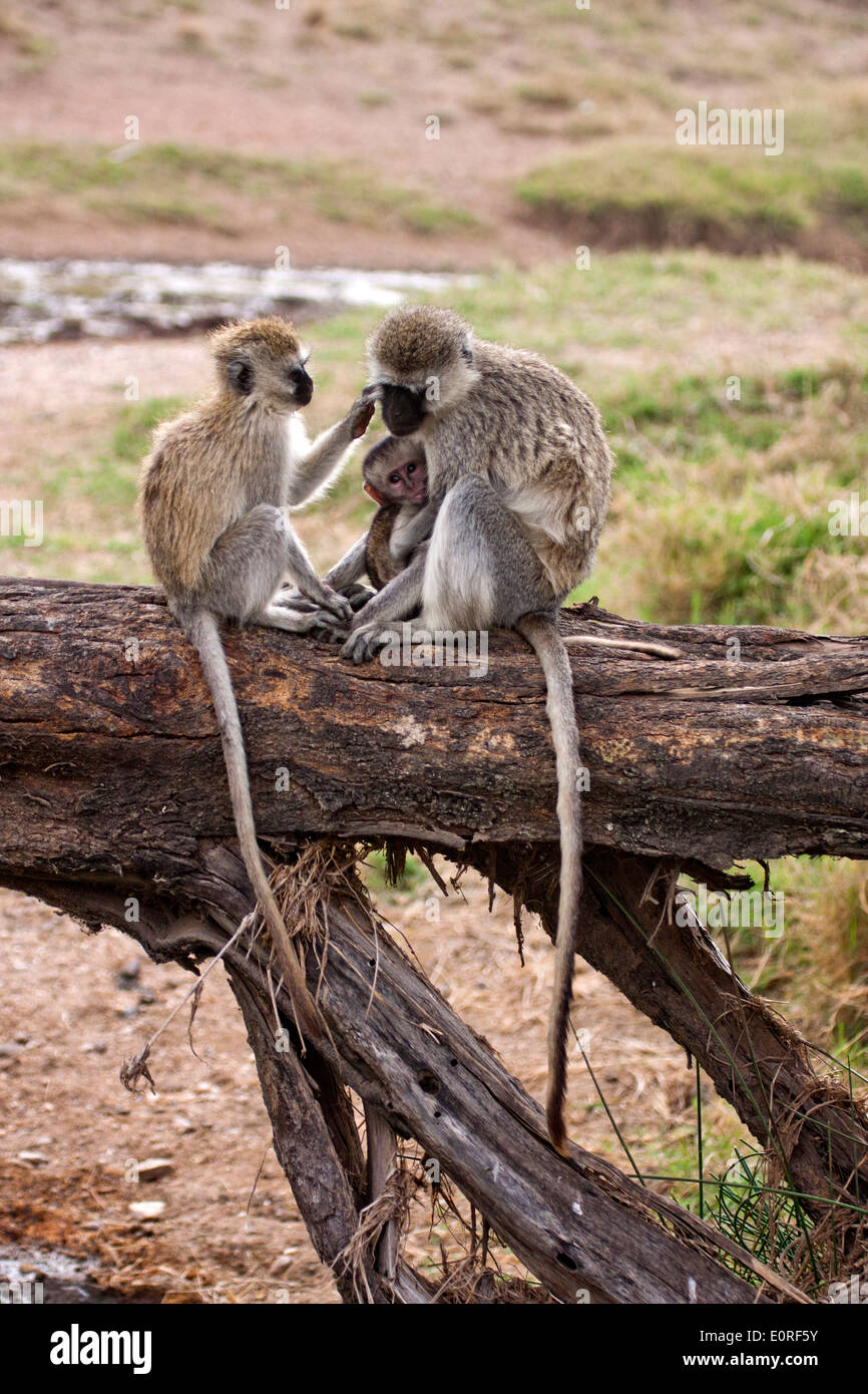 Vervet monkeys tree hi-res stock photography and images - Alamy