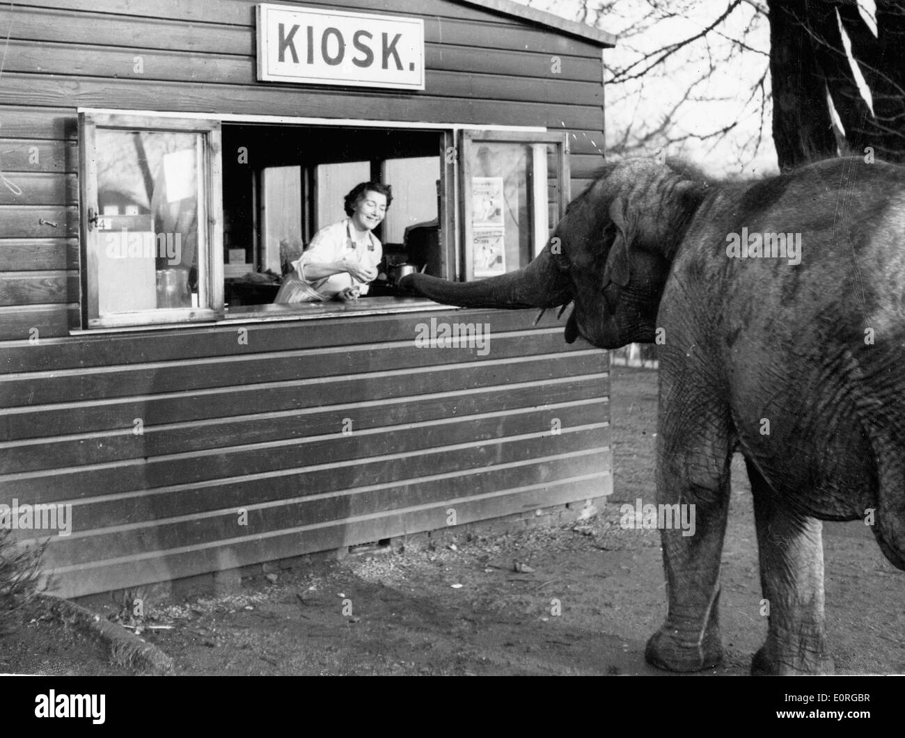 Elephant named Sari at the Glasgow Zoo getting a drink of the refreshment stand Stock Photo