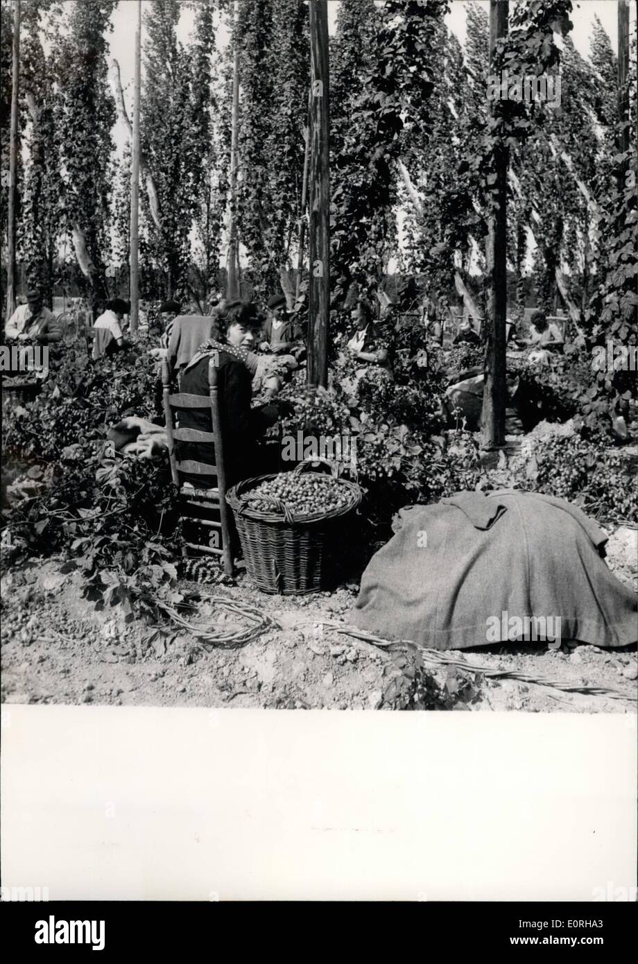 Sep. 09, 1959 - Hop Pickers At work In Northern Frances: Picture Shows: HOP Pickers at work in Northern France at the Belcian Border. Stock Photo
