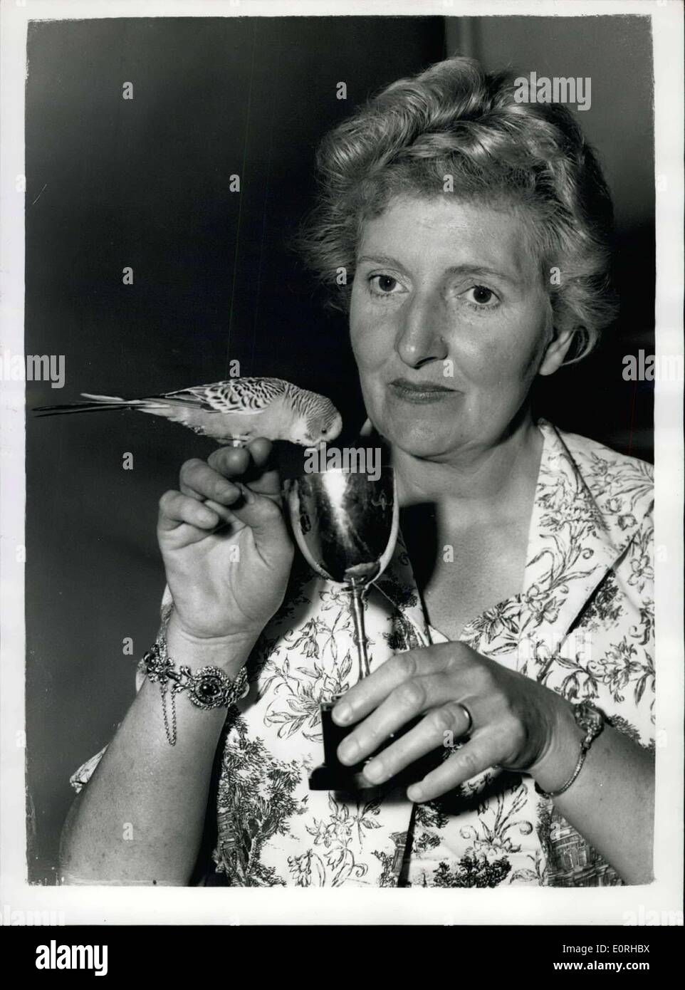 Jul. 23, 1959 - ?Peter? wins B.B.C. Cage Word Contest ? ?Peter? a three and a half year old Budgerigar belonging to Mrs. Monica Stock Photo