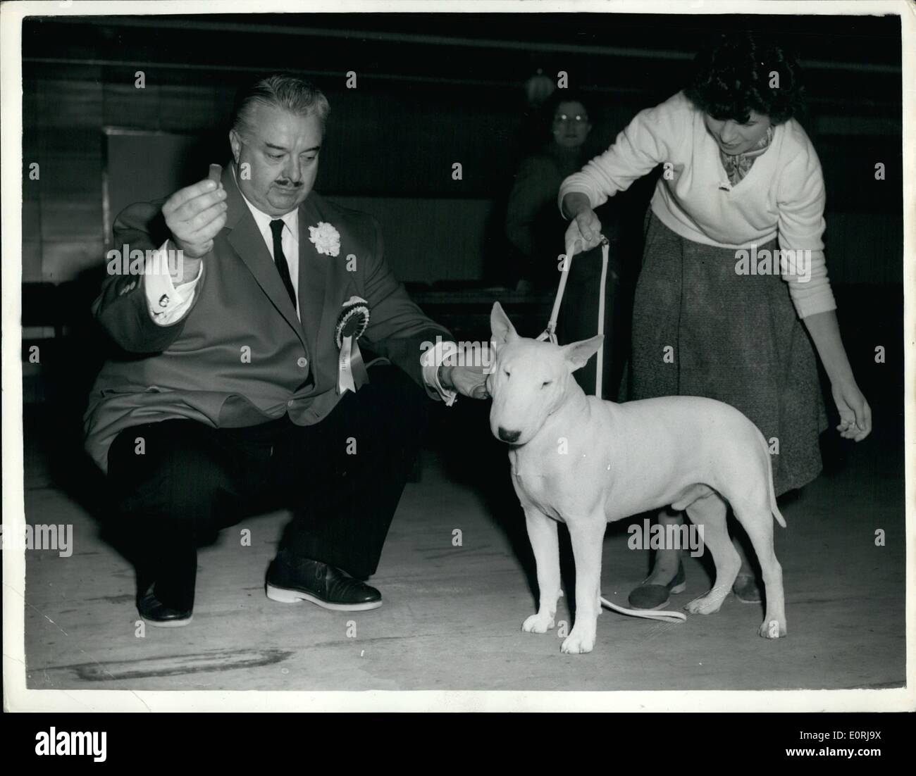 Nov. 11, 1959 - Bull Terrier Club Show In London: Judge From The United States. The annual Championship Show of the Bull Terrier Club is being held today at Seymour Hall London. Photo shows. Dr. H.E. Montgomery's Judge from the United States-judges one of the exhibits-at the show this morning. Stock Photo