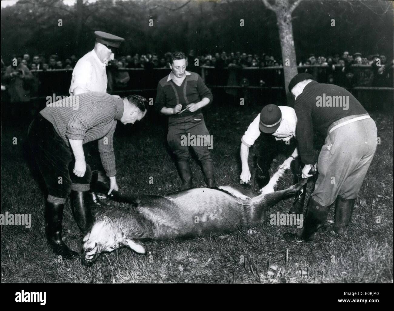 Nov. 11, 1959 - Rothschild's Daughter Lds Stag Hunt In The Compiegne Forest... Madame Halphen, daughter of Baron James de Rothschild, led the Stag Hunt held by her father in the compiegne Forest, fifty miles for Paris, recently. Photo Shows: The stag is prepared for dia-embowelling. Stock Photo