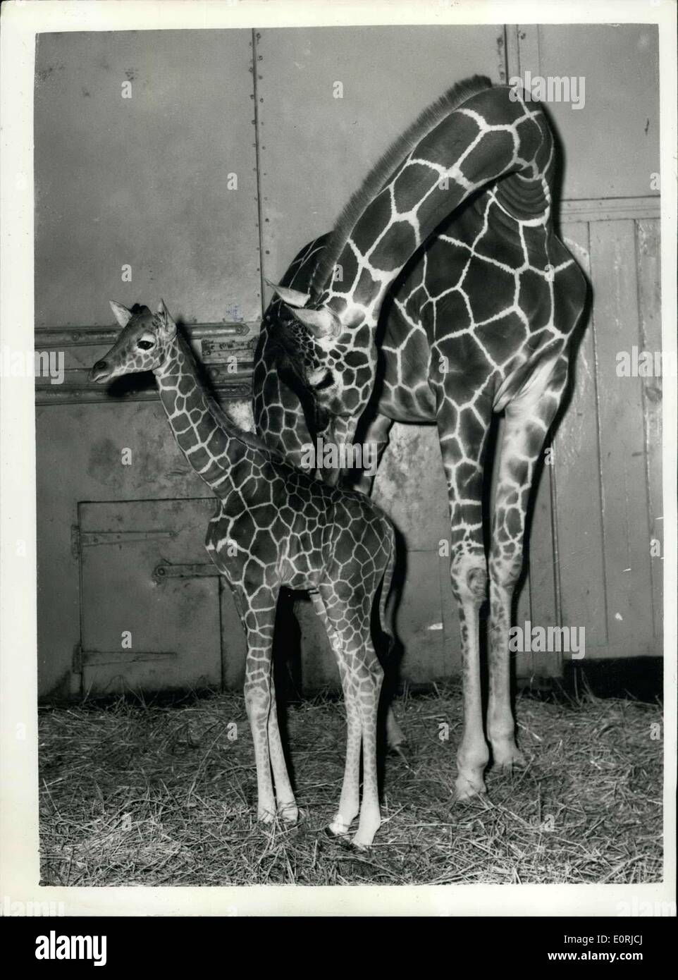 Nov. 16, 1959 - The Zoo's 6ft. 8 Ins. Baby: The female Giraffe born to ''Grumpy'' and her mate ''Goofy'' on November 1st, was on view at the London Zoo for the first time today. She has been named ''Mary'' by the Head Keeper in charge of Giraffes, Mr. George Robinson, who is a great admirer of Mary Bignall, the athlete who has been chosen sportswoman of the year by the Sport Writers' Association. At birth ''Mary'' stood six foot two inches and she is growing fast: she now measures 6' 8''. Photo shows ''Mary'', the baby giraffe pictured at the Zoo today with her mother ''Grumpy' Stock Photo