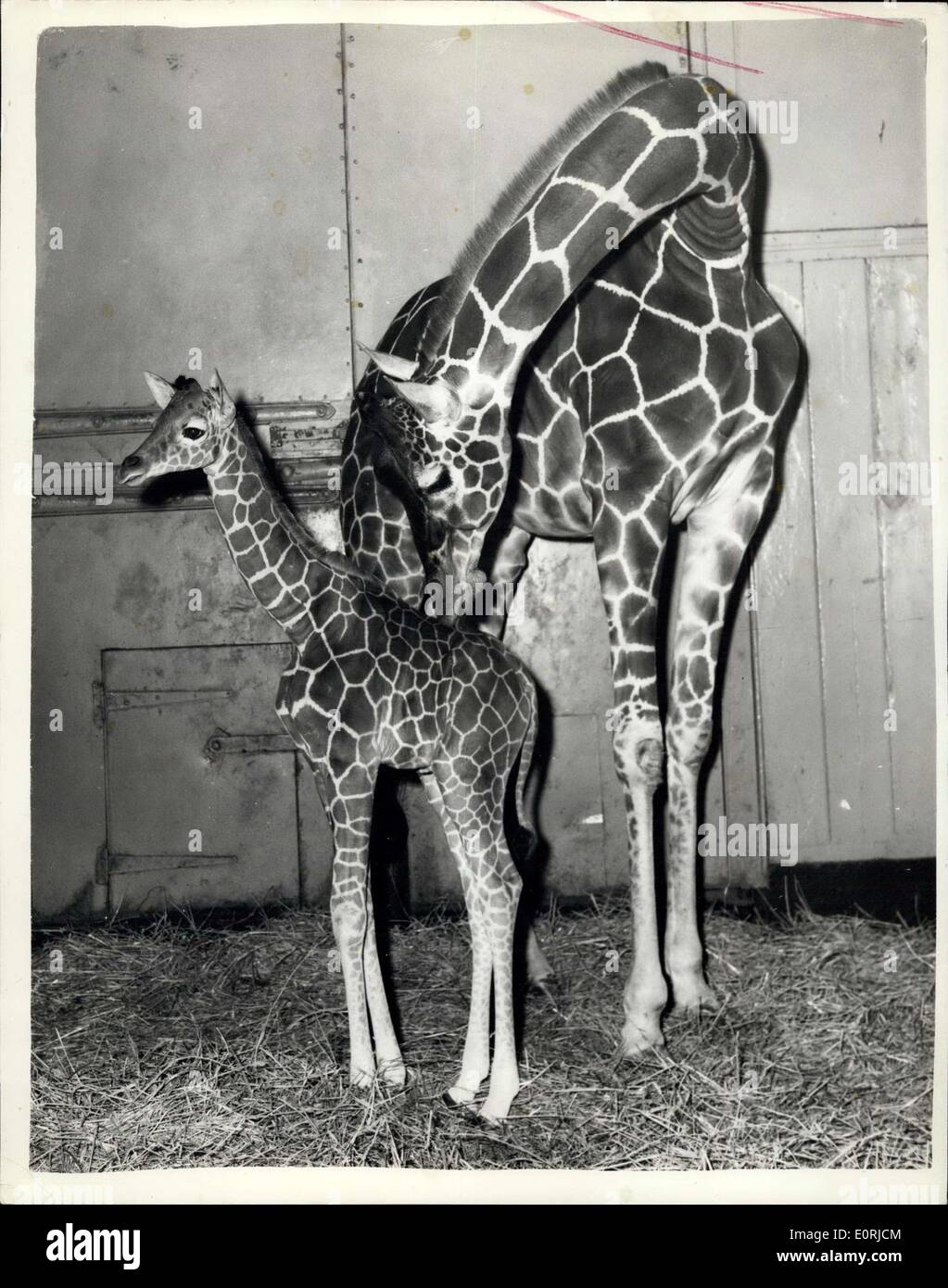 Nov. 16, 1959 - The Zoo's 6Ft. 8 Ins. Baby: The female Giraffe born to ''Grumpy'' and her mate ''Goofy'' on November 1st, was on view at the London Zoo for the first time today. She has been named ''Mary'' by the Head Kasper in charge of Giraffes, Mr. George Robinson, who is a great admirer of Mary Bignall, the athlete who has been chosen sportswoman of the year by the Sport Writers' Association. At birth ''Mary'' stood six foot two inches and she is growing fast: she now measures 6' 8''. Photo shows ''Mary'', the baby giraffe pictured at the Zoo today with her mother ''Grumpy' Stock Photo