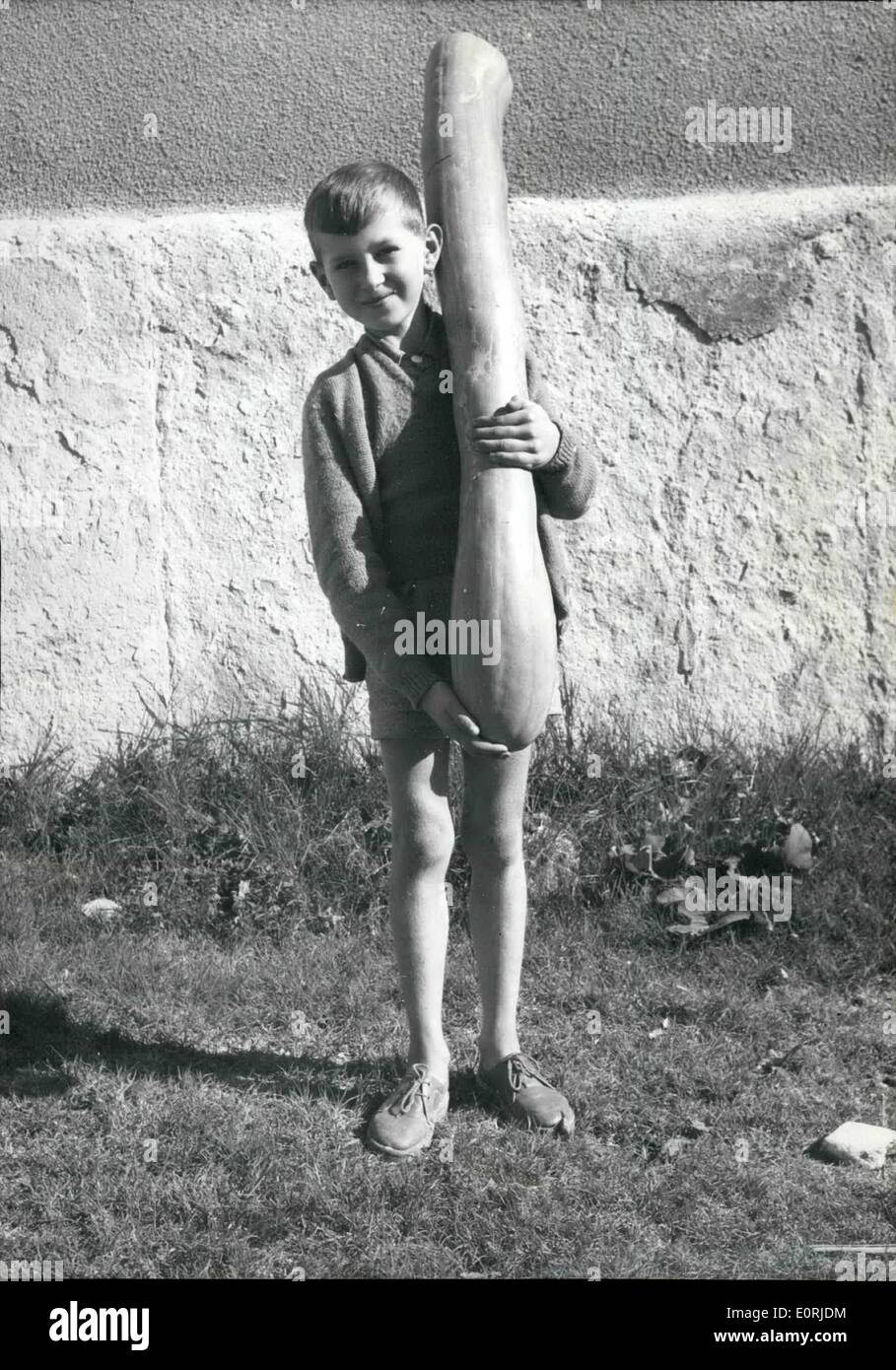 Oct. 10, 1959 - This is not a Bazooka, it is a Pumpkin: this giant Pumpkin (I meter io, i0 kilos) was grown in the garden of a french farmer at Forcalquier, southern, France. The Farmer's grandson seems quite proud to display the huge vegetable. Stock Photo