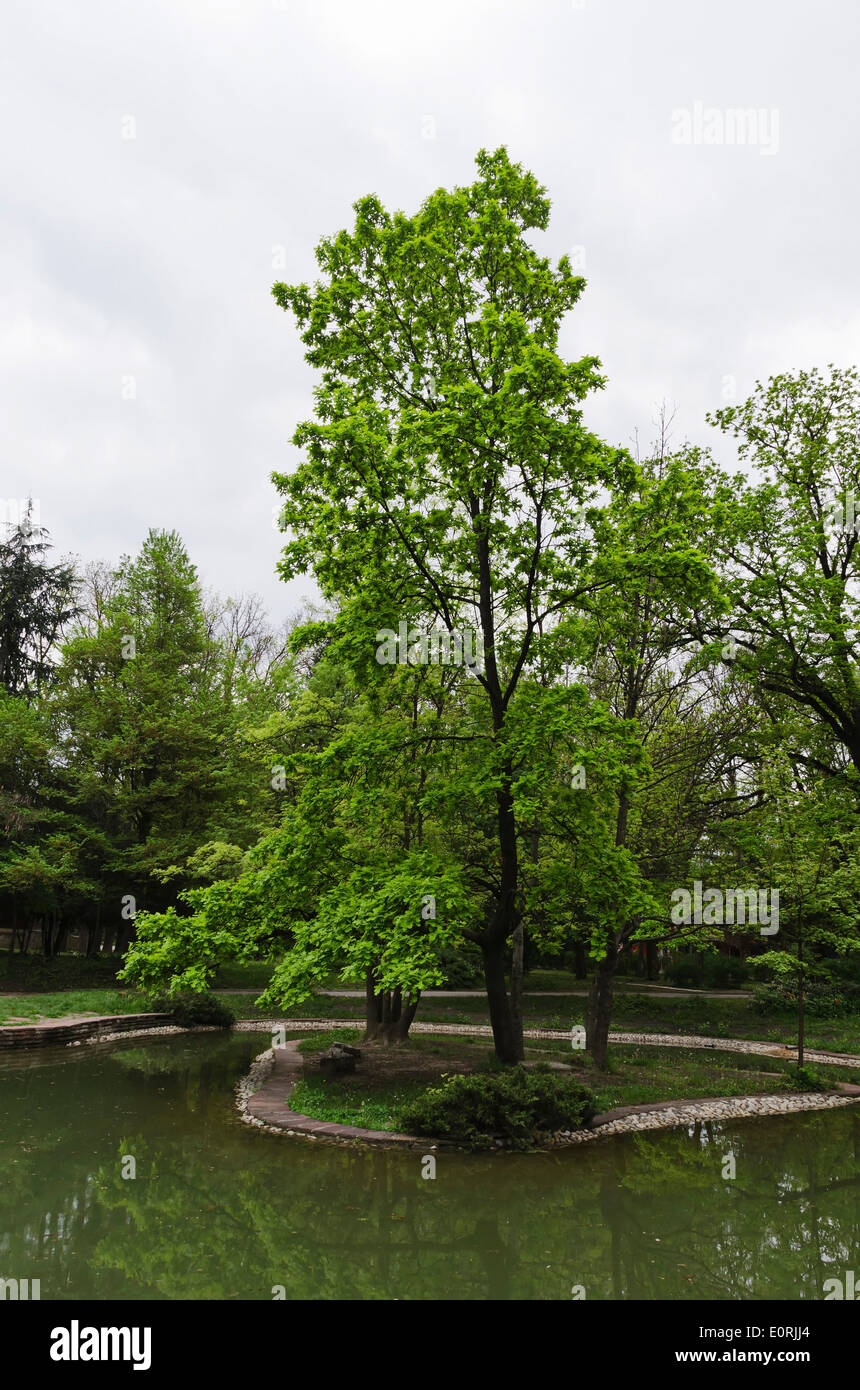 Fresh green oak-tree foliage in springtime and reflection Stock Photo