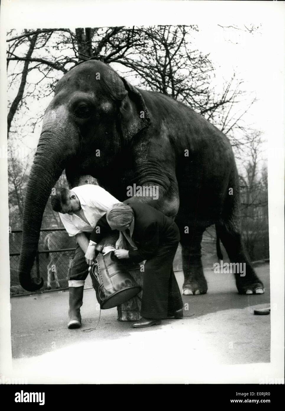 Nov. 30, 1959 - Shoemaker Wilfred Hunter uses ''Rusty'' as a model. Boots for an elephant. How's for size.?: Doncaster shoemaker Wilfred Hunter received an unusual order recently - it was for a set of four boots - for an elephant. The order came from an Indian potetate - and the boots are for wearing by an elephant on ceremonial occasions. Today Mr. Hunter visited the London zoo - to fit the first of the boots on 'Rusty' whom he is using as a stand - in for the elephant in India. Photo shows Mr. Wilfred hunter tries on the first boots on ''Rusty'' at the London zoo this morning. Stock Photo