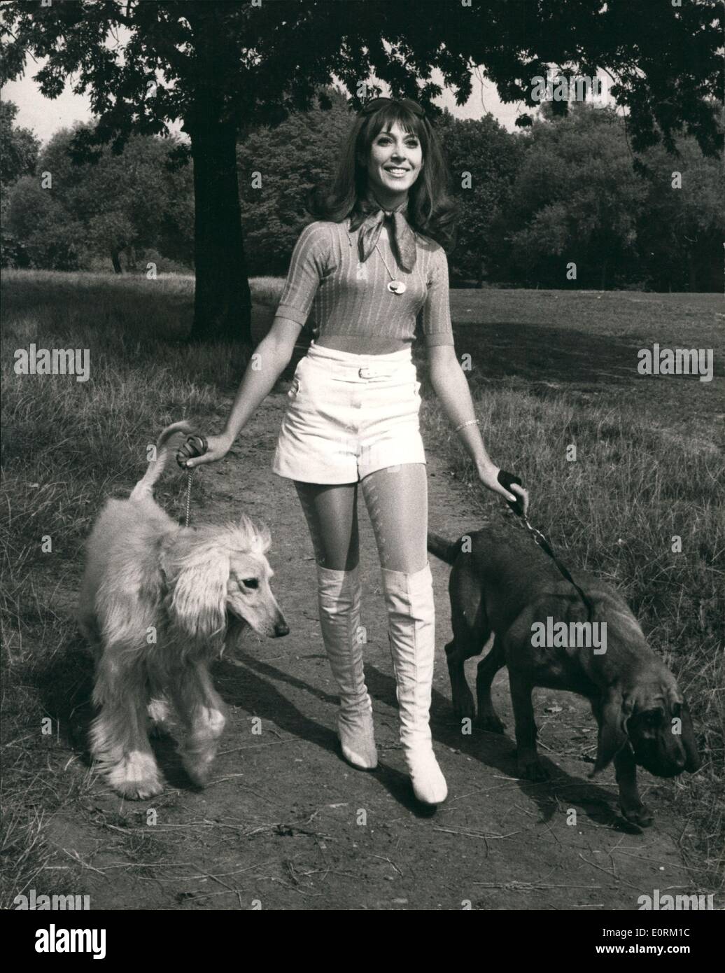 Jan 1, 1960 - Photo shows Anita Harris, the singer, is pictured wit her pet Afghab hound ''Albert'' and Henry, the Bloodhound of TV fame, as they approach the starting point for today's walk. Stock Photo