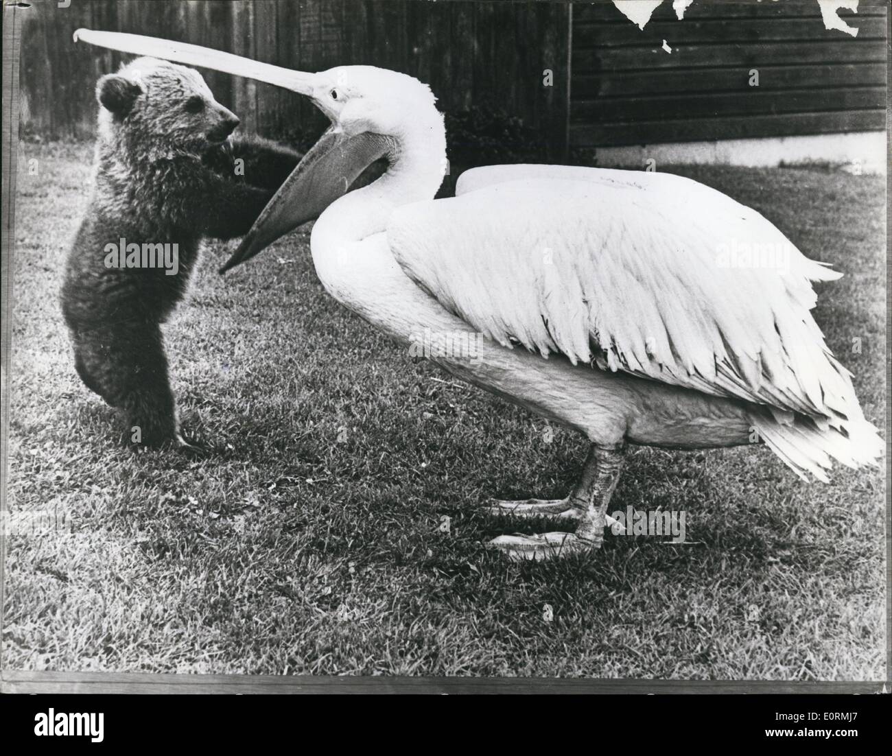 Jan 1, 1960 - No Slouch of Pouch: From the start it was a friendship of mutual convenience: The worrisome little newcomer of a brown near cub, bearing unlikely name of sir Francis Chichester, and the amiably cooperative pelican Percy who after four years of being gawked at in England's Playmouth Zoo, has learned to four years of being gawked at in England's Plymouth Zoo, has learned to accept the curiosity of hist fellow creatures as a fact of life. Since there is a scarcity of pelicans to pal around with in the zoo, Percy doesn't pay much attention to the birds-of-a-feather rule Stock Photo