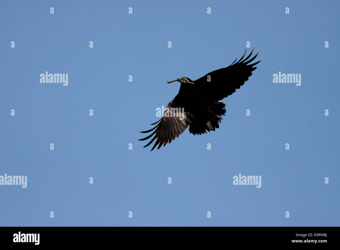 Rook in flight Stock Photo - Alamy