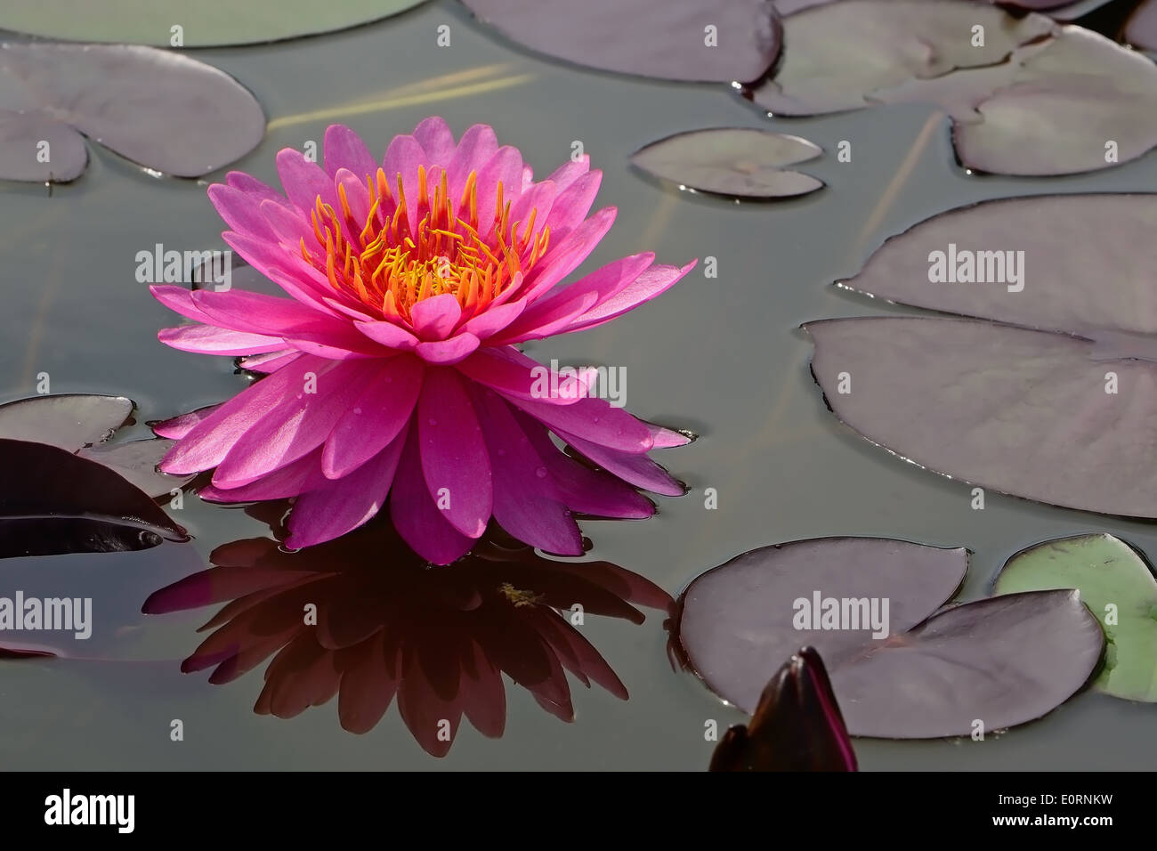 Colorful of pink waterlily Stock Photo