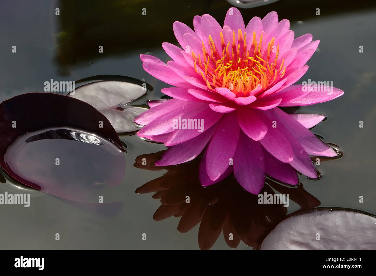 Beautiful of pink waterlily Stock Photo