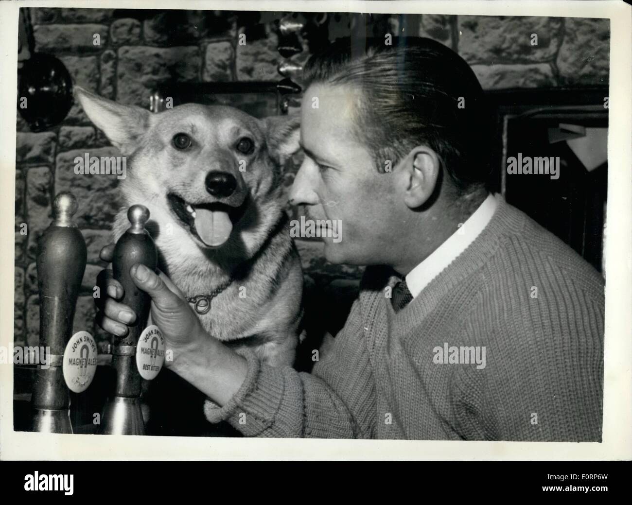 Apr. 04, 1960 - ''I'm a Clever Lad'' Says Corky - The Talking Corgi. The regulars at the ''Spotted Cow'' Public House, Drighlington, near Leeds, are used to hearing ''Corky'', the talking Corgi dog. Mr. Bernard Bucknall, who always greeted him with ''Good Morning'', was simply shattered to hear ''Corky'' say it right back. since then Corky has learned a number of other phrases such as ''He's gone'', and some which are not printable. The Dog is owned by Mr. May Dunsworth, and Mr. Bucknell has appointed himself Corky's tender. Keystone Photo Shows: ''Corky'' and his coach - Mr Stock Photo