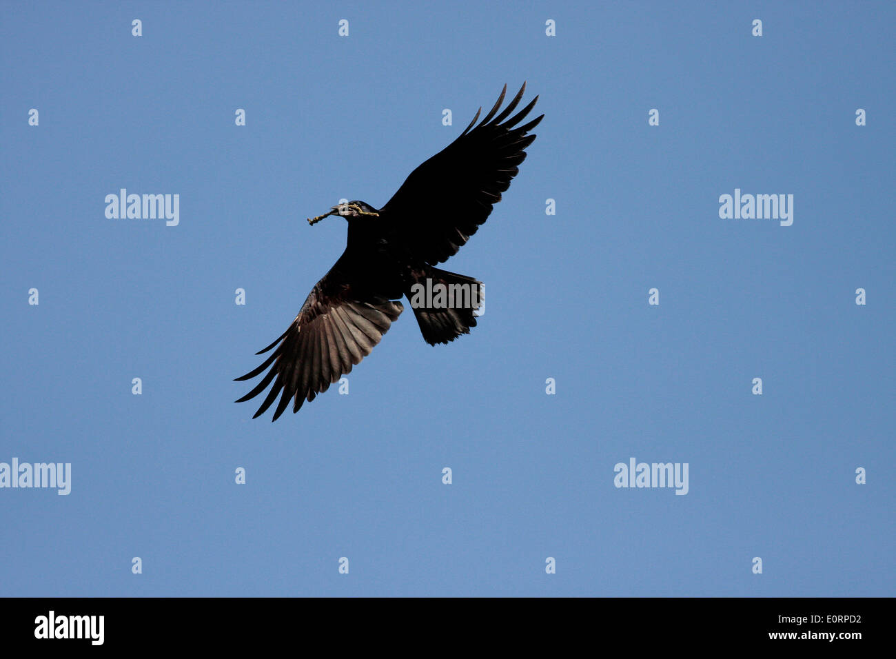 Rook in flight Stock Photo - Alamy
