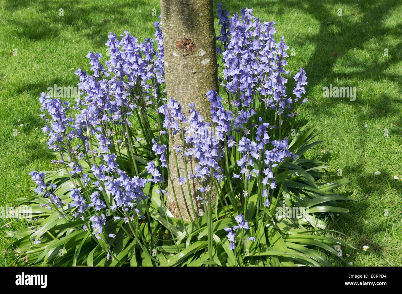 Group of bluebell flowers coming into bloom around the base of a tree in the spring season, UK Stock Photo