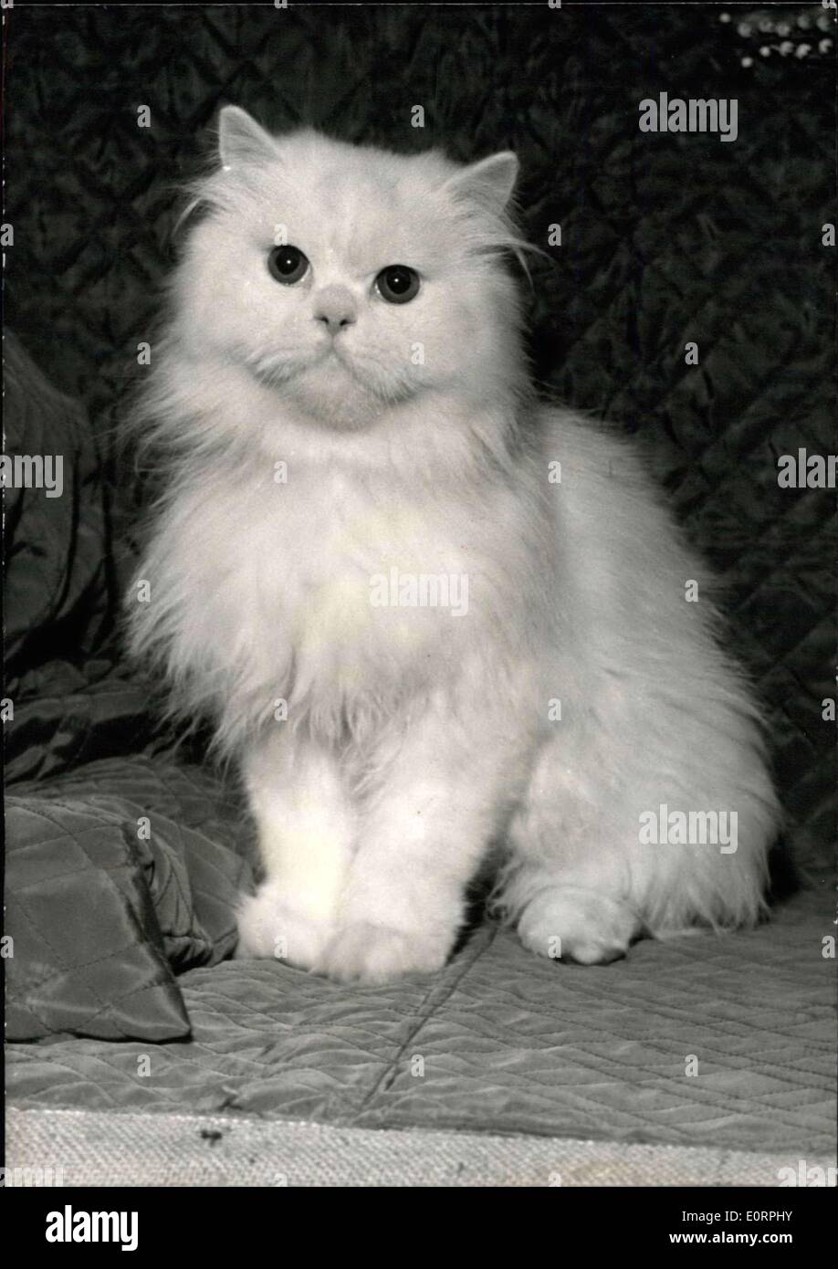 Apr. 29, 1960 - White Persian favorite of Paris cat show The 20th international cat show opened at the salle wagram, Paris, today. photo shows Iule De Bois-clary'', a white Persian, nine months, one of the favorites of the show. Stock Photo