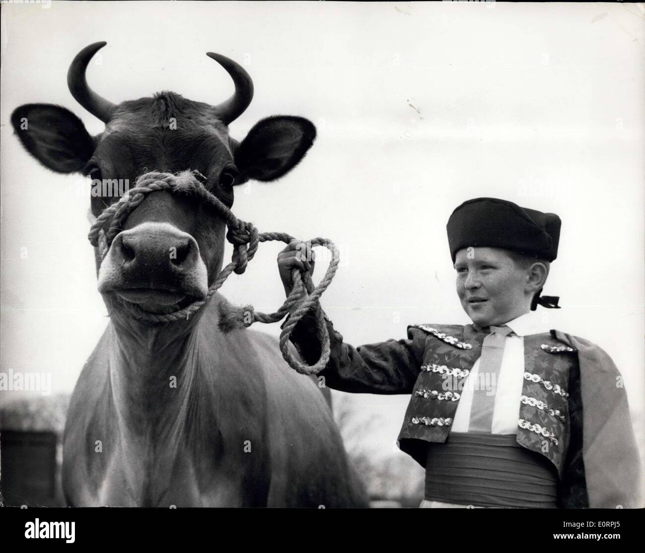 May 02, 1960 - A Couple Of Prize Winners: 8-year-old Don Rae, of Ayr, Scotland, looks the part of a bullfighter as he poses with Nathan Petal, a Jersey cow who has won 18 championships in her time. And young Don Had just won third prize in the Children's Fancy Dress Parade at the Ayrshire Agricultural Show at Ayr. Stock Photo