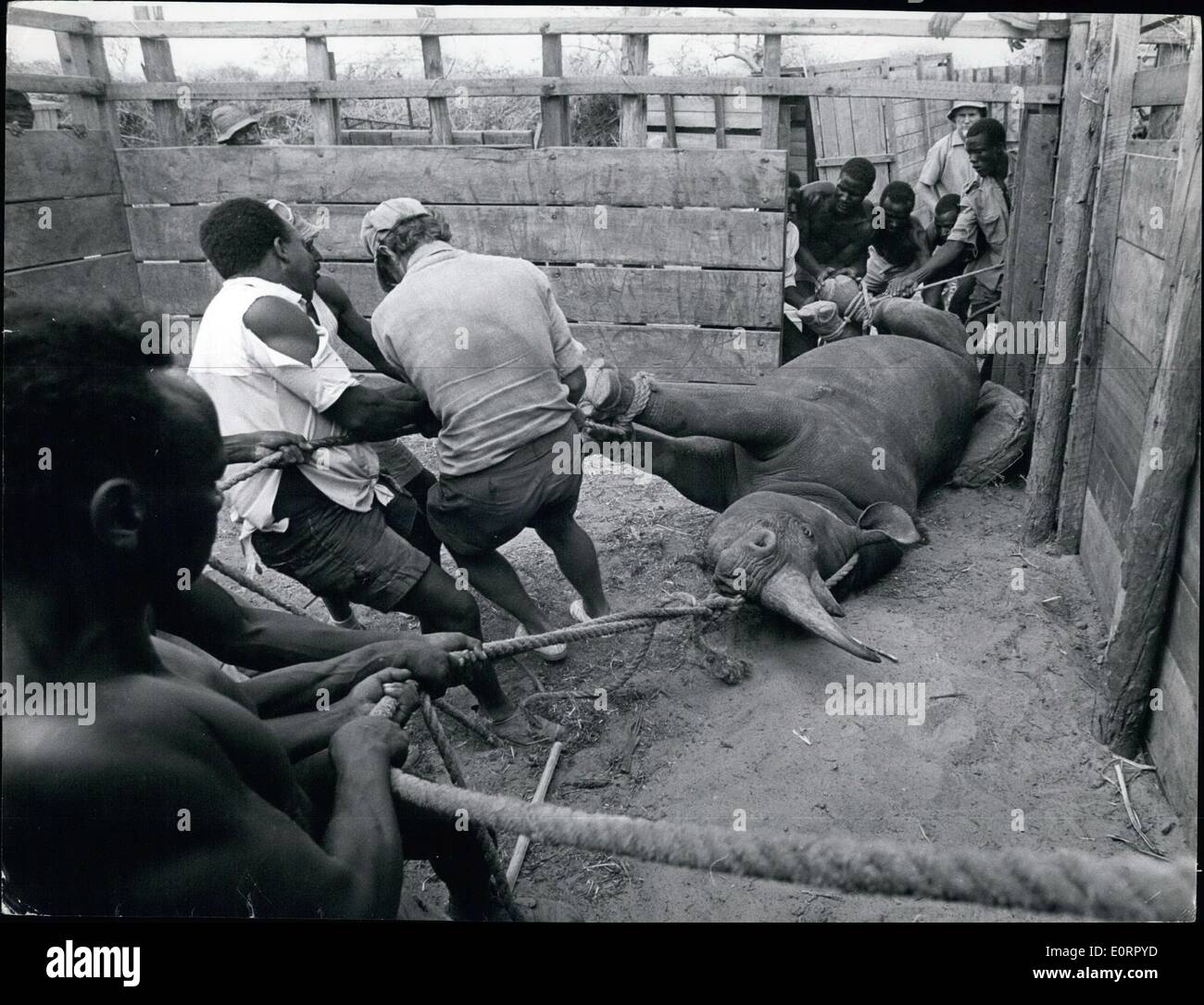 May 05, 1960 - Where it is placed in a holding -pen as Boma. Stock Photo