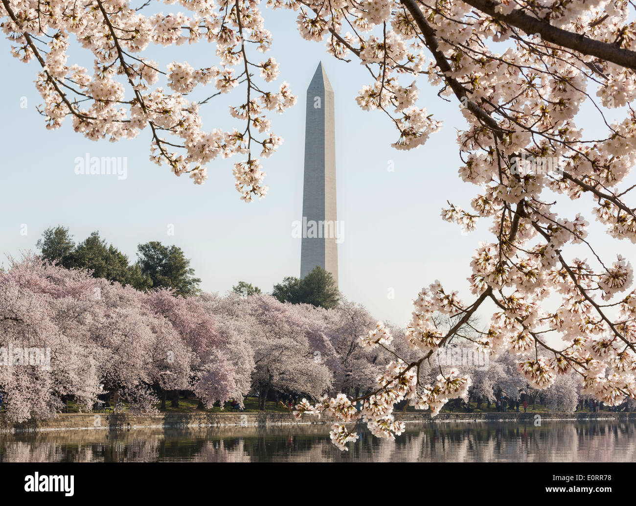 Washington Monument with Cherry blossom trees around the Tidal Basin, Washington DC, USA Stock Photo