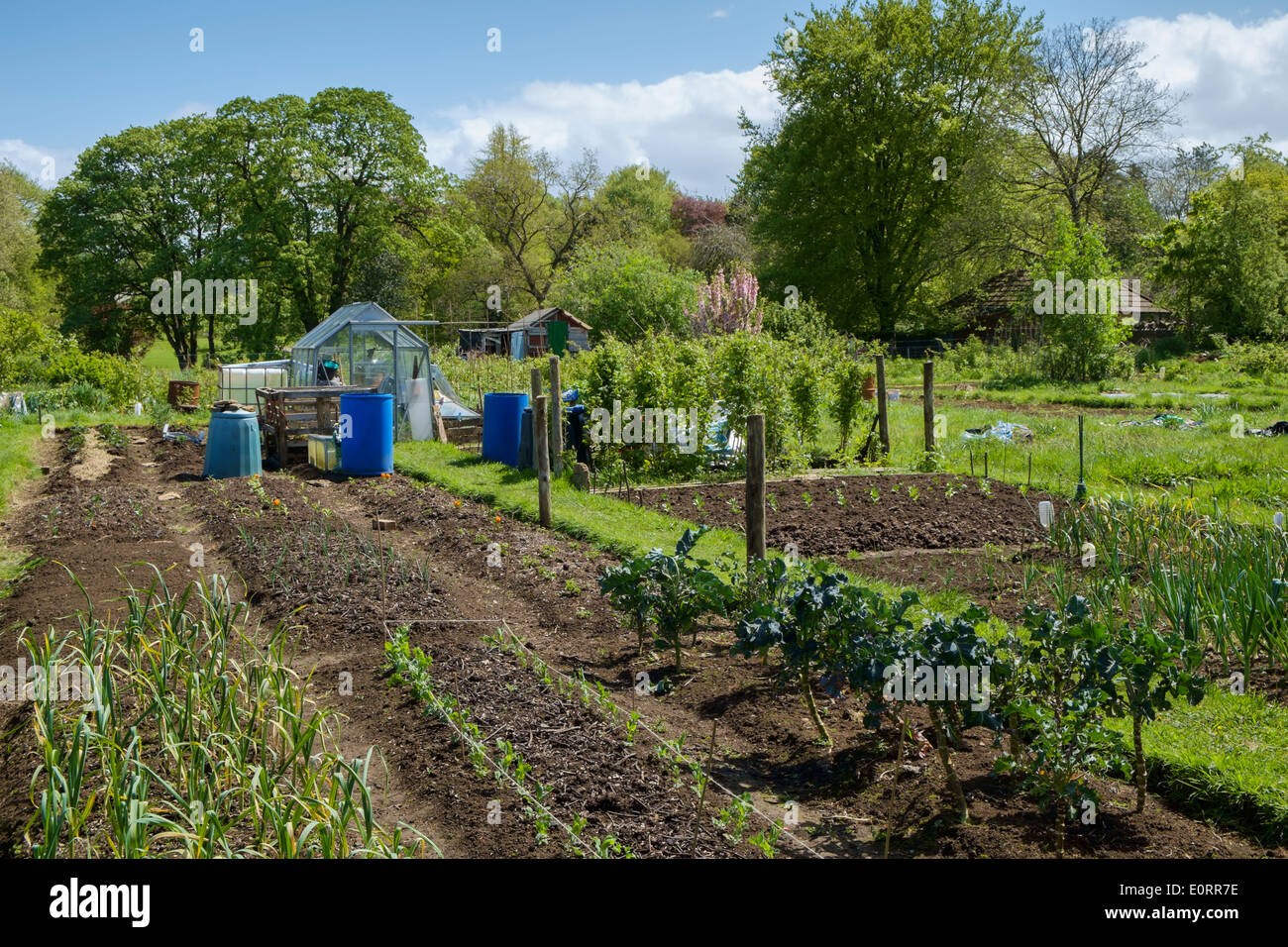 Growing vegetables on Allotments, England, UK Stock Photo