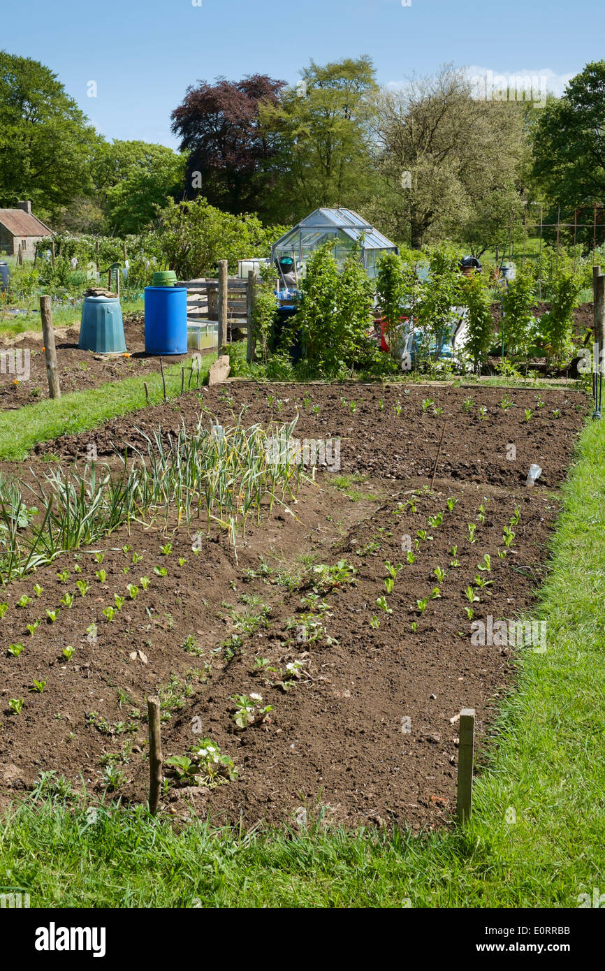Allotments with plots growing vegetables, England, UK Stock Photo