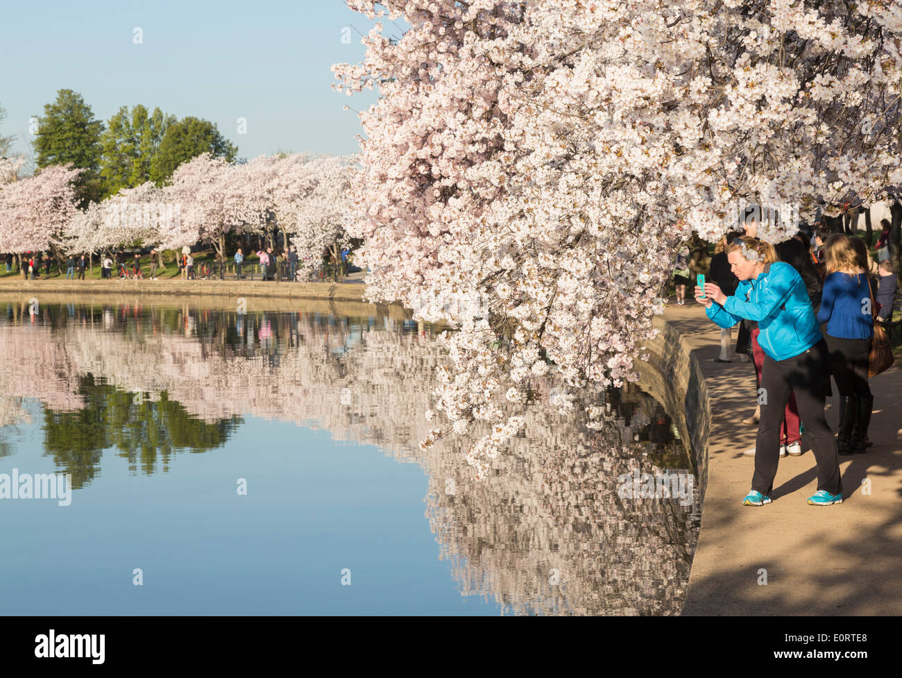 Washington DC, USA in Spring - Tidal Basin during the National Cherry Blossom Festival as tourists take photos in spring season Stock Photo