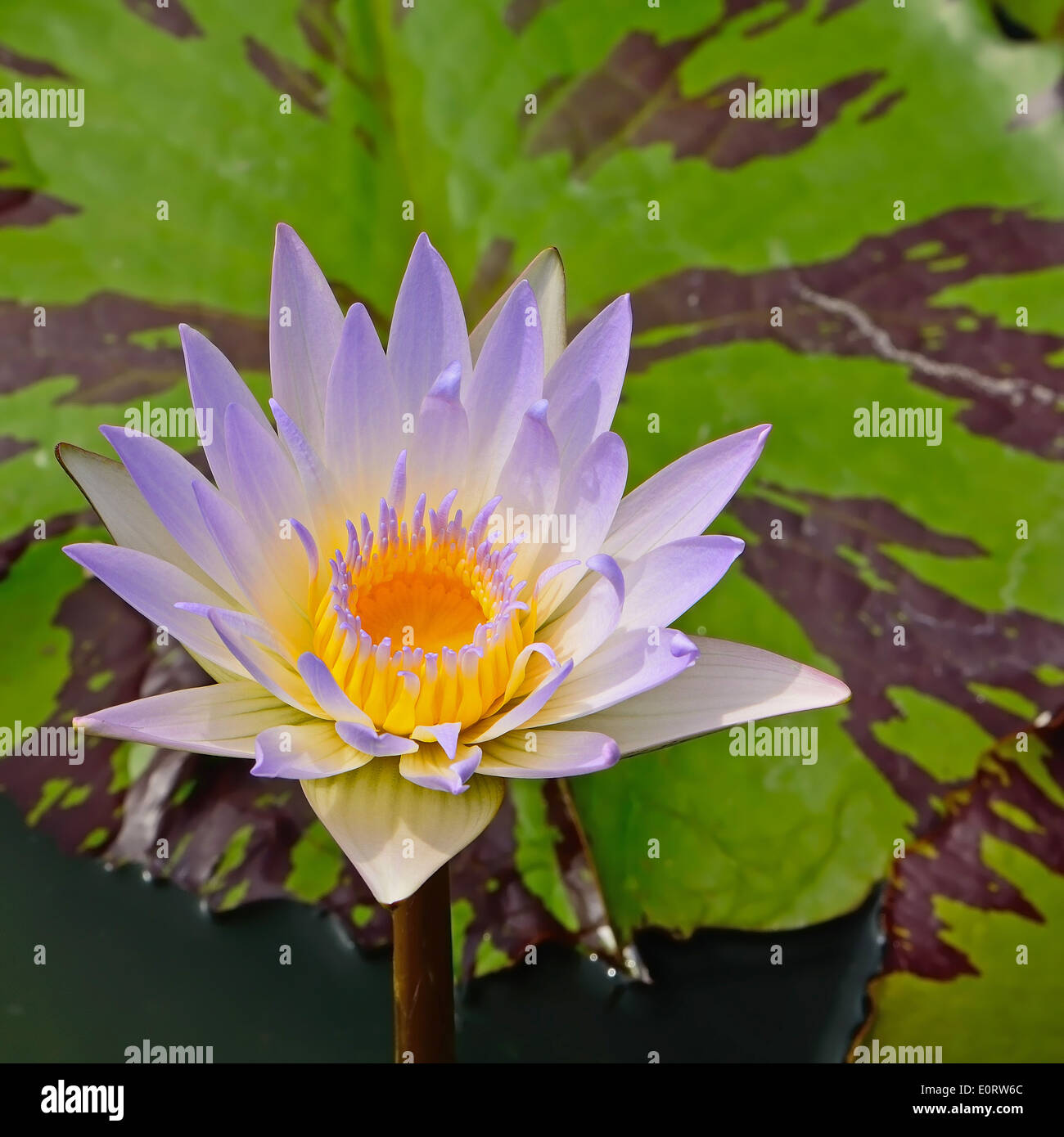 Blooming of colorful of purple waterlily Stock Photo