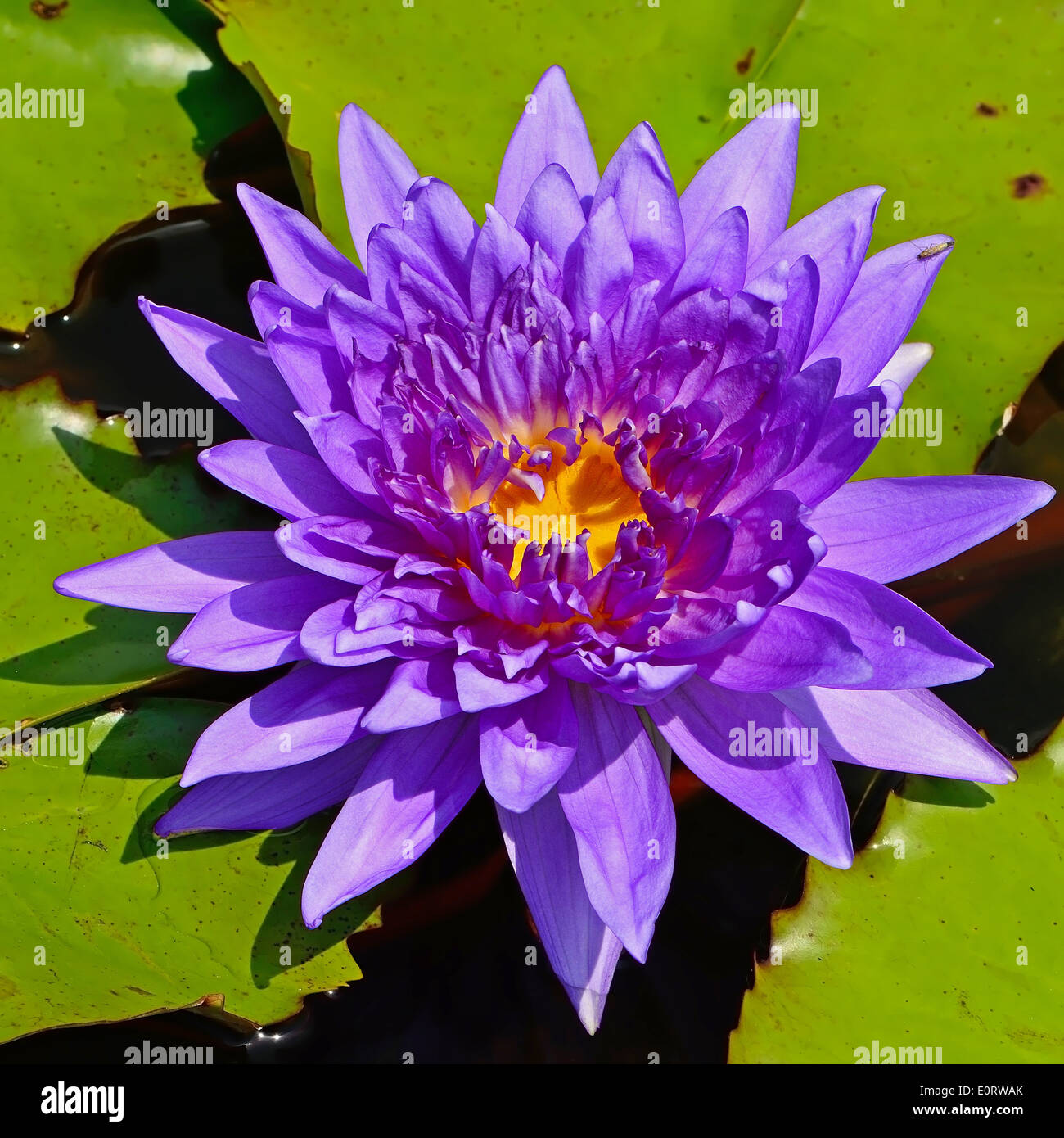 Blossom of colorful of purple waterlily Stock Photo