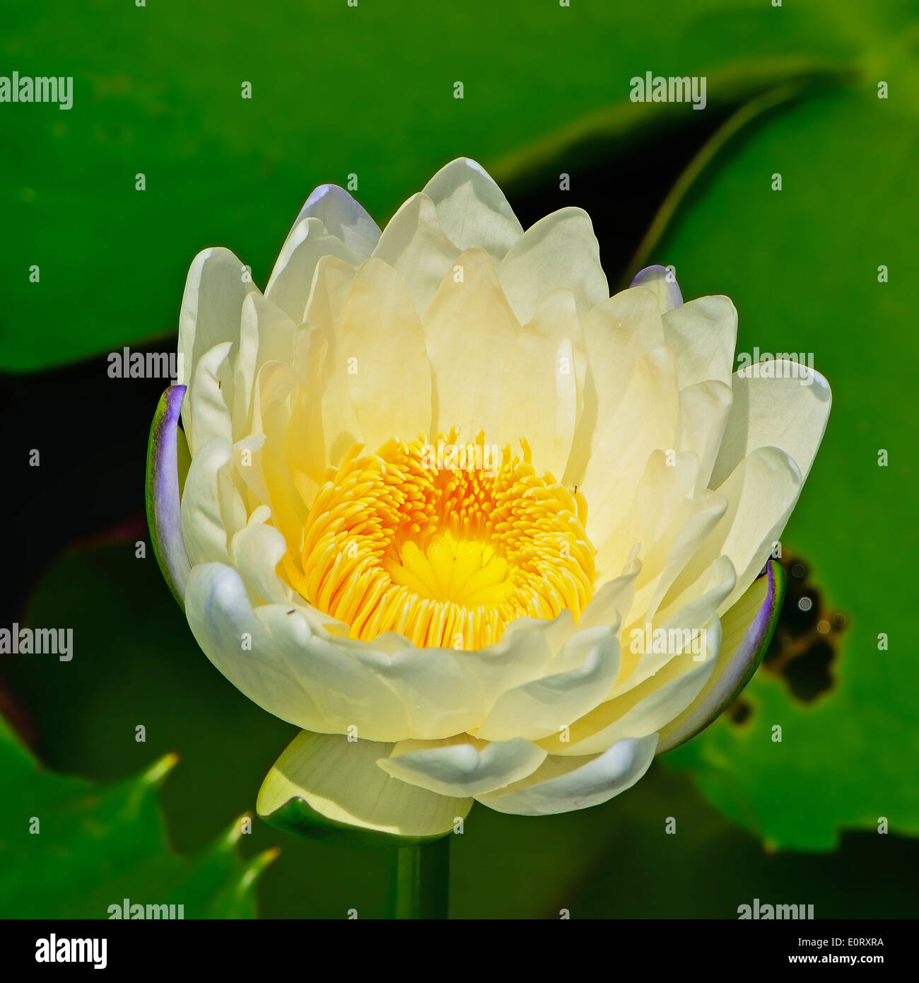 Colorful white waterlily on the pond Stock Photo