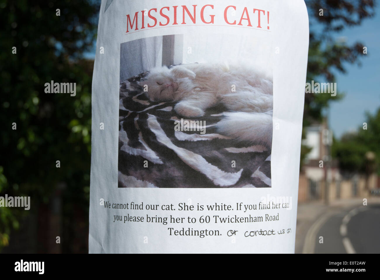 photocopied poster for a missing cat, teddington, middlesex, england Stock Photo