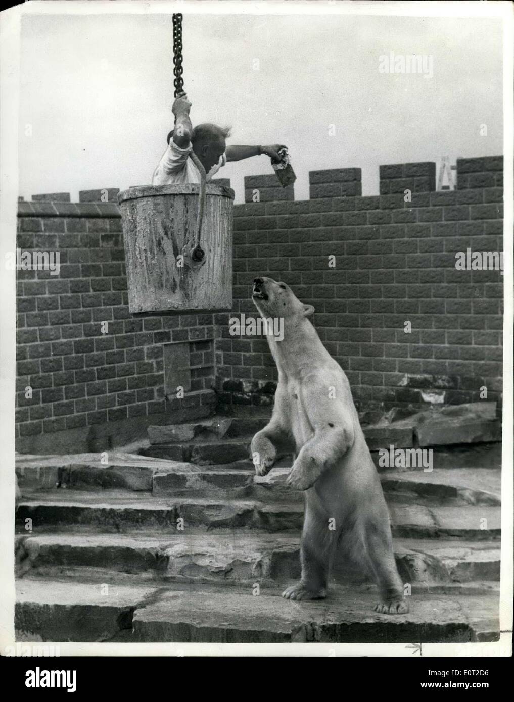 Jul. 14, 1960 - Feeding the Polar Bear BU Bucket: There was really no need to feed the polar by bucket but head keeper at the Belle Vue, Manchester Zoo, obliged the photographer in order to get this picture of ''Ally'' the polar bear, in his new pit at the Zoo. Stock Photo