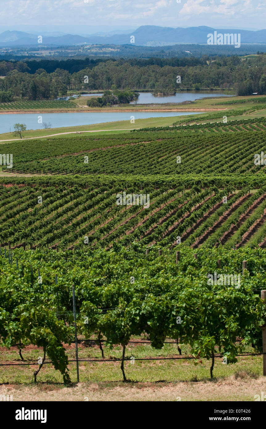 The Audrey Wilkinson Vineyard In The Hunter Valley New South Wales 