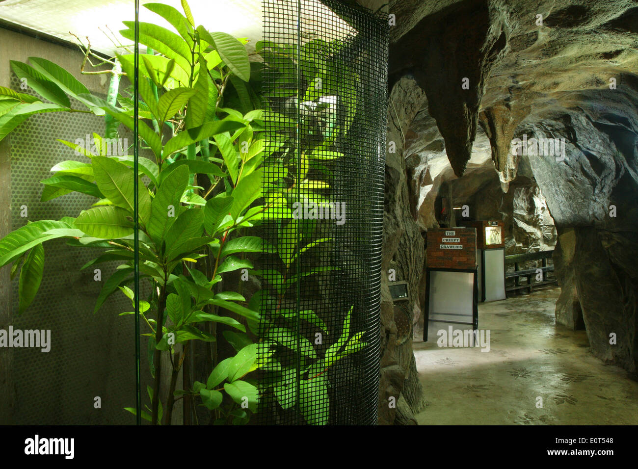 Sentosa Island Butterfly Park and Insect Kingdom Stock Photo Alamy