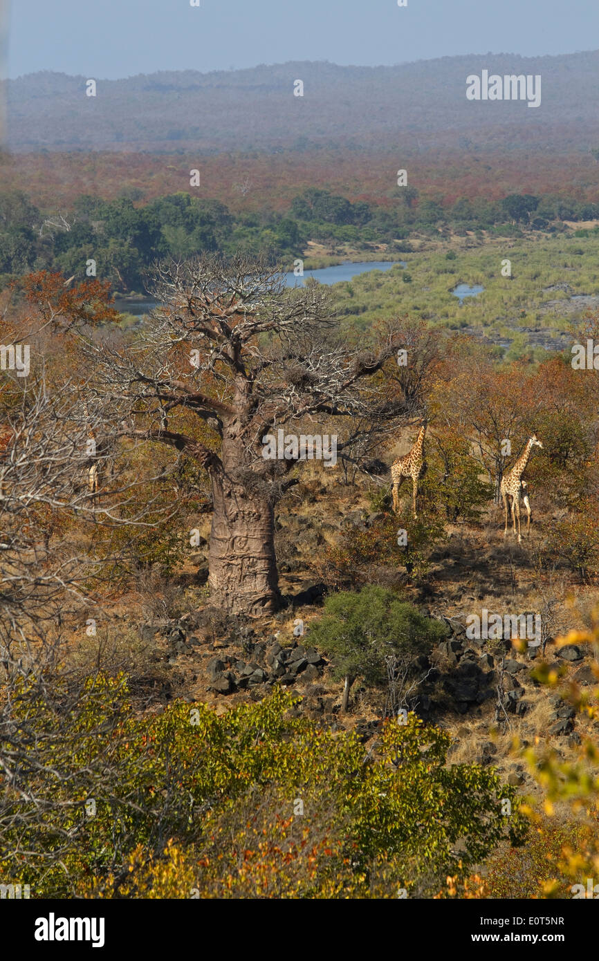 Three Cape Giraffes (Giraffa camelopardalis giraffa) and a Baobab tree (Adansonia digitata) without leaves near Letaba River. Stock Photo